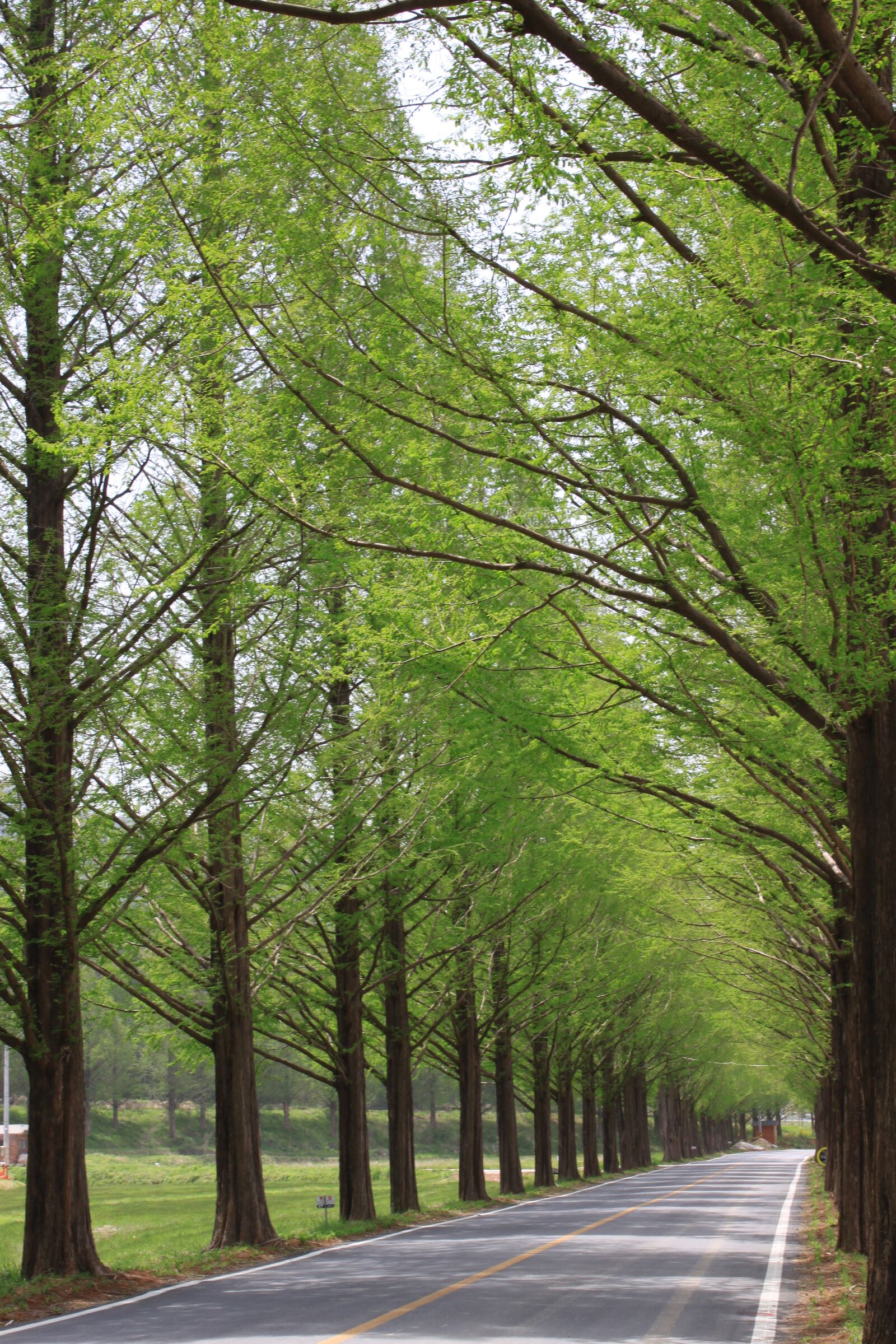 Canon EOS 500D (EOS Rebel T1i / EOS Kiss X3) sample photo. Nature, wood, leaf photography