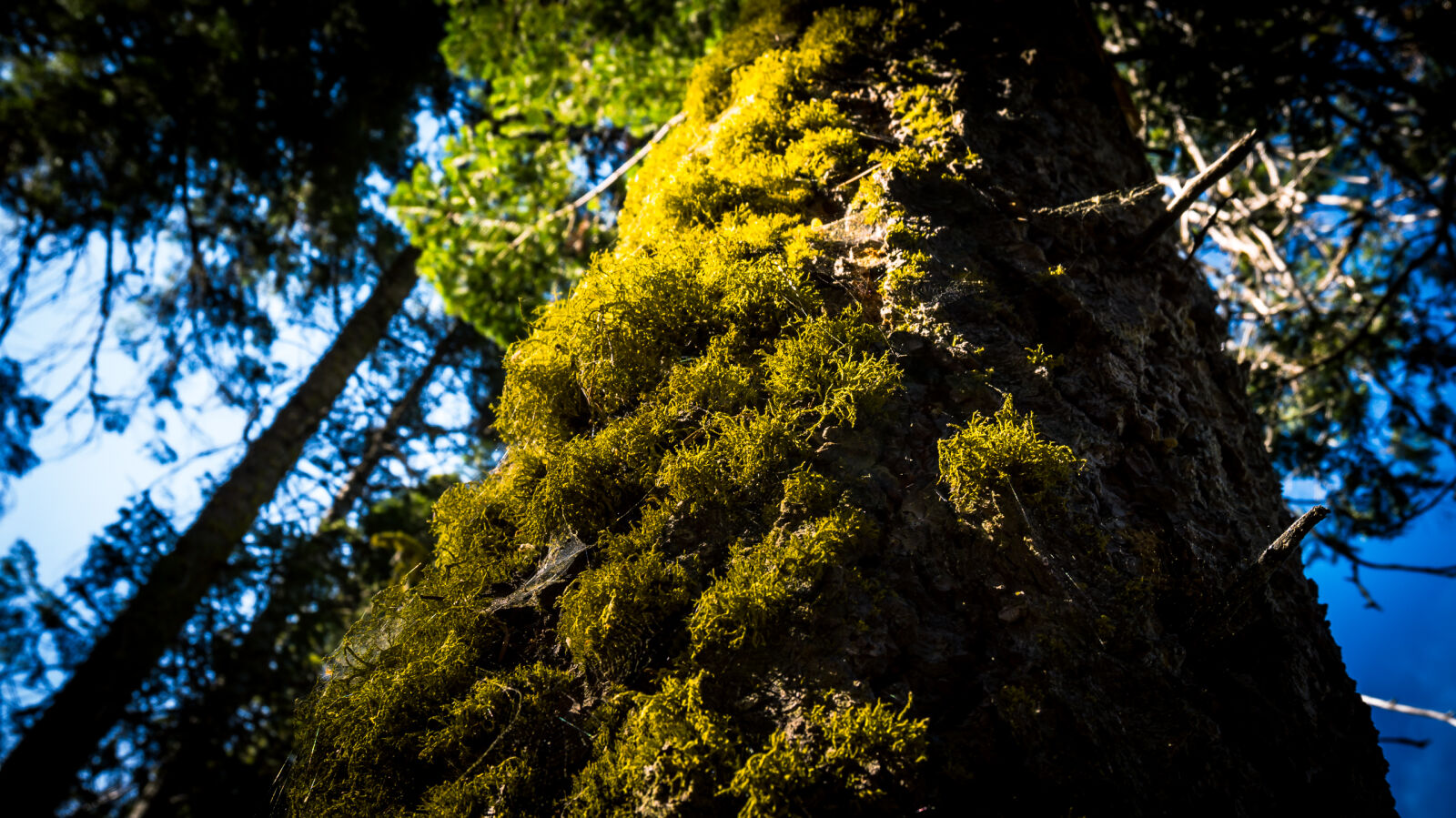 Sony Alpha NEX-3N sample photo. Forrest, moss, tree photography