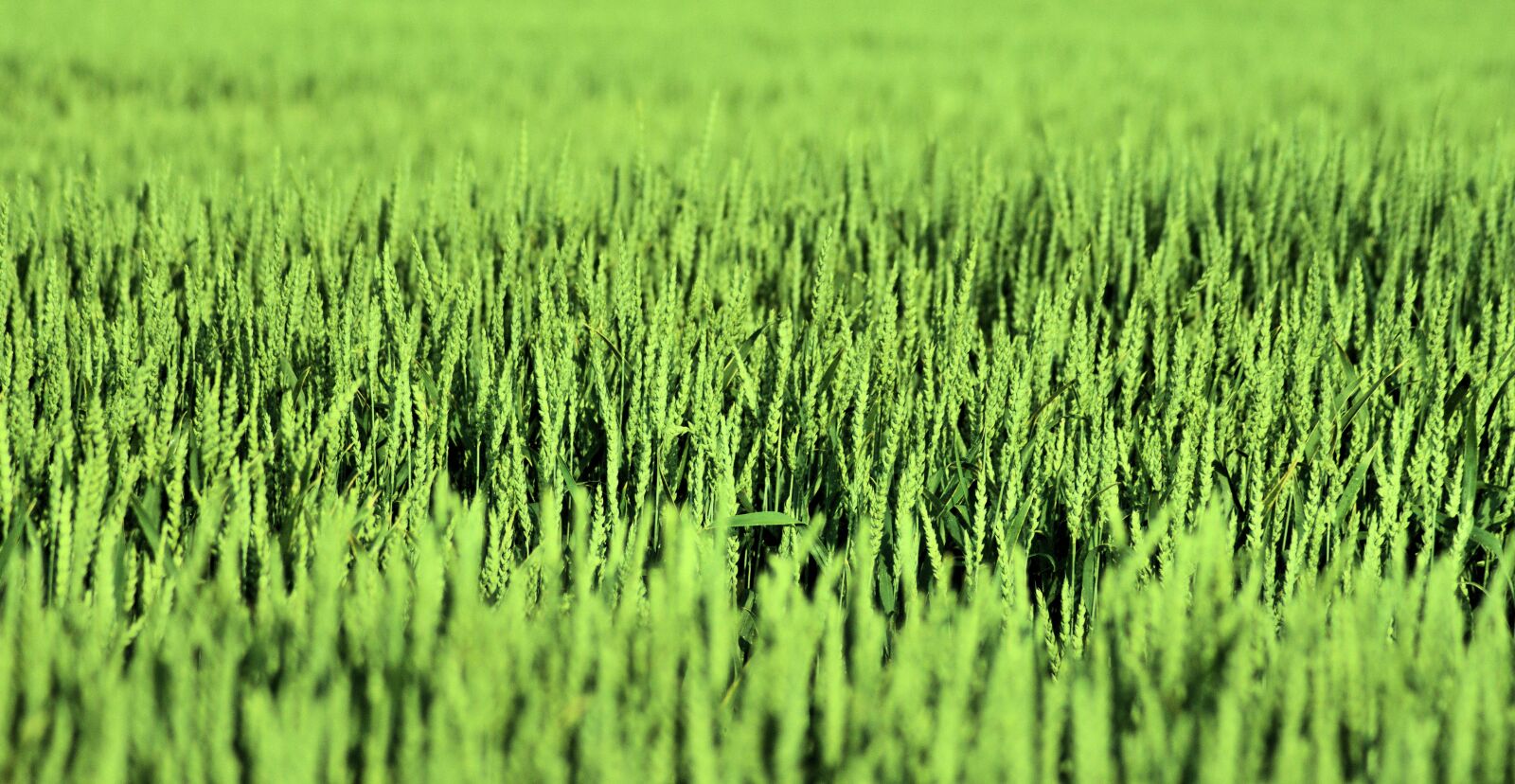 Nikon D7100 sample photo. Corn, nature, field photography