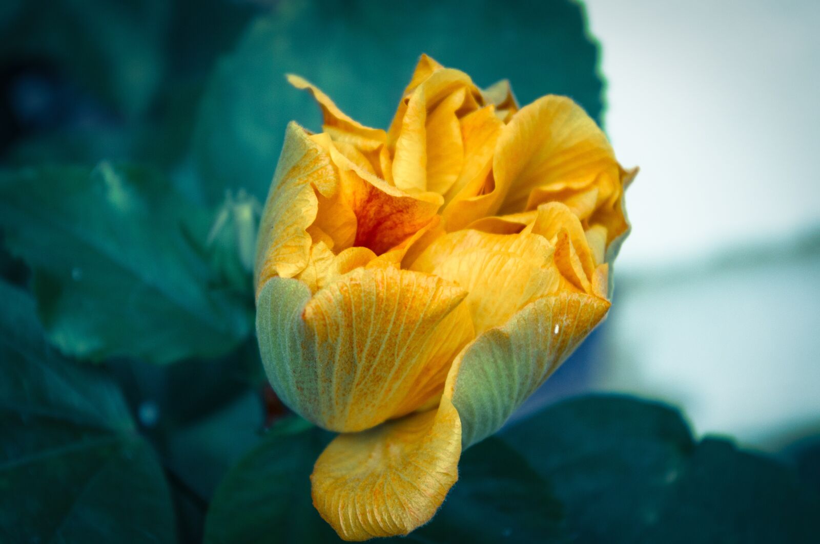 Pentax smc DA 18-55mm F3.5-5.6 AL sample photo. Flower, yellow, bloom photography