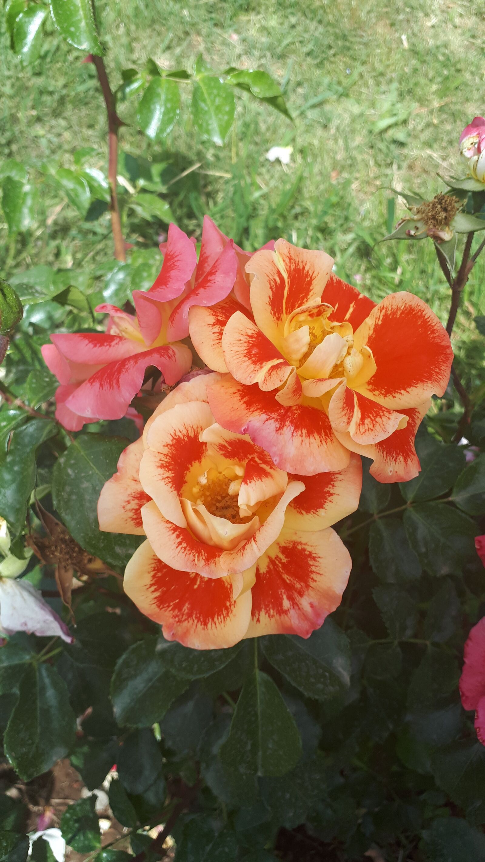 Samsung Galaxy A5(2017) sample photo. Rose, roses, flowers photography