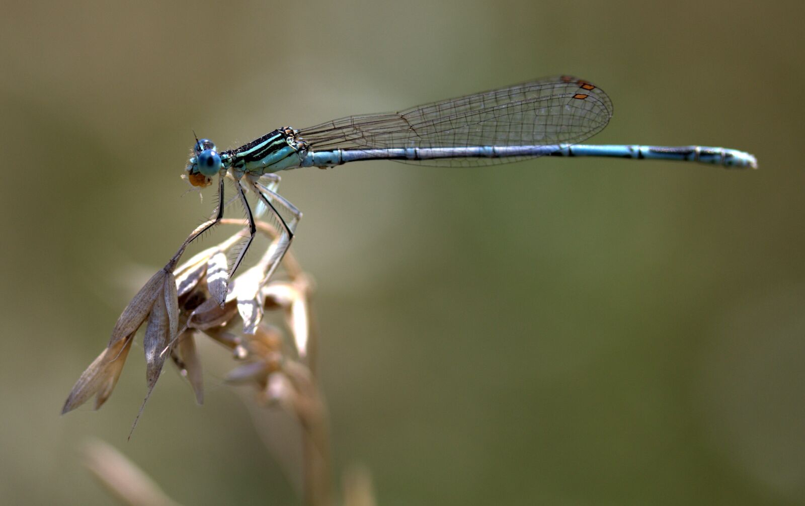 Canon EF-S 60mm F2.8 Macro USM sample photo. Dragonfly, insecta, wings photography