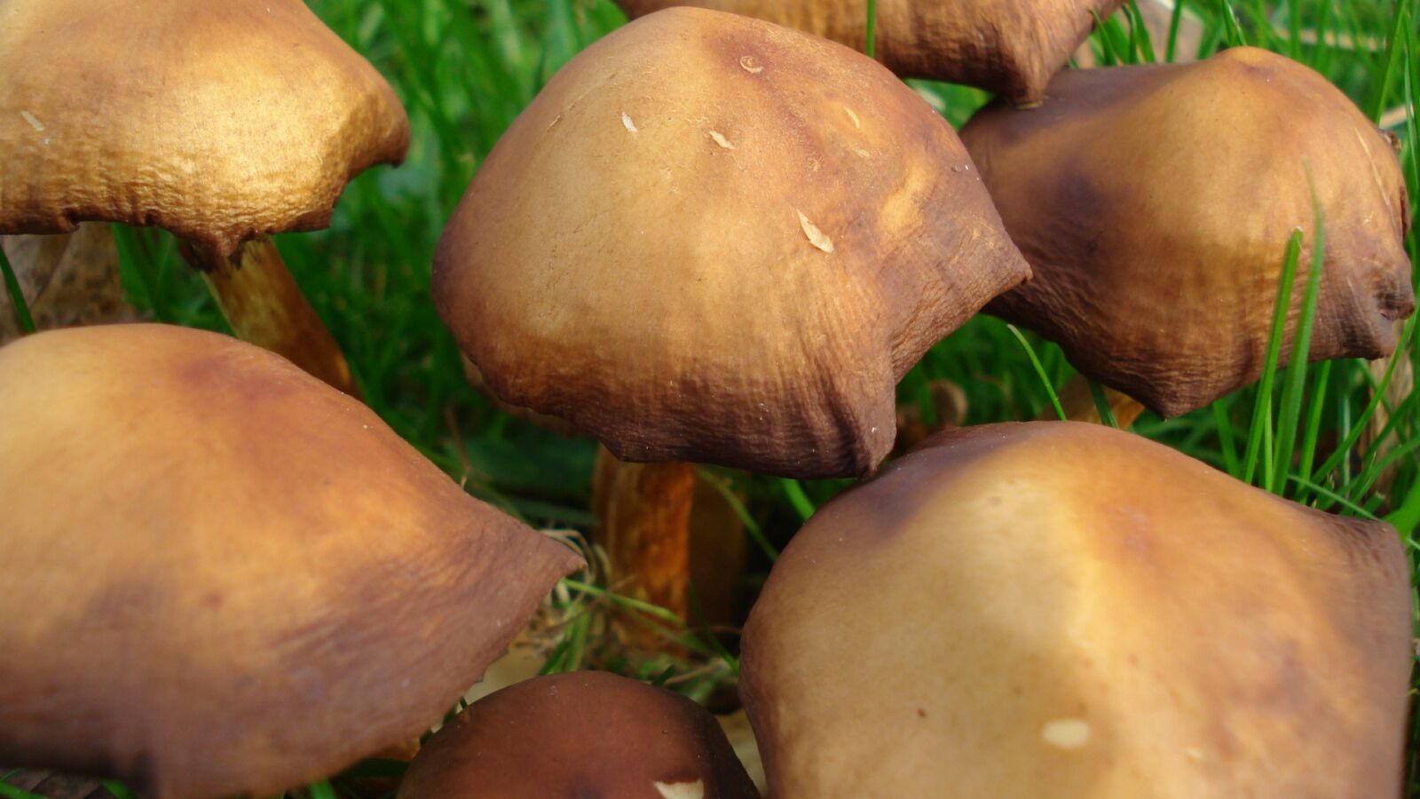 Sony DSC-W70 sample photo. Mushrooms, meadow, out photography