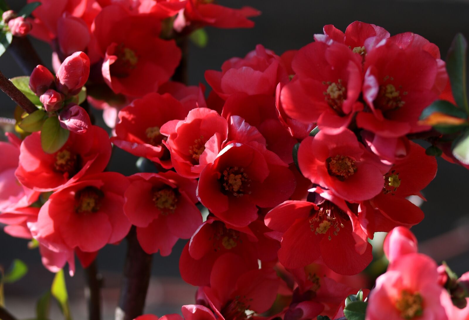 Canon EF-S 60mm F2.8 Macro USM sample photo. Flowers, red, casey photography