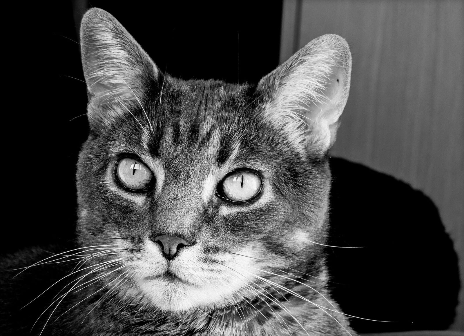 Nikon Coolpix P520 sample photo. Cat, cats, feline photography