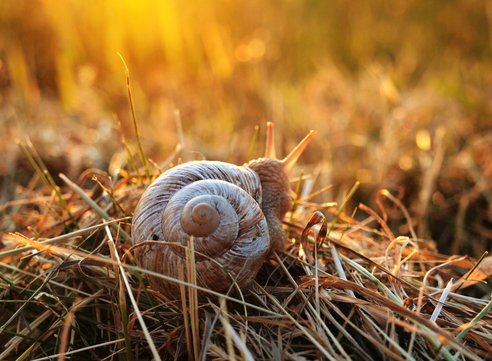 Olympus E-520 (EVOLT E-520) sample photo. Snail, sunset, grass photography