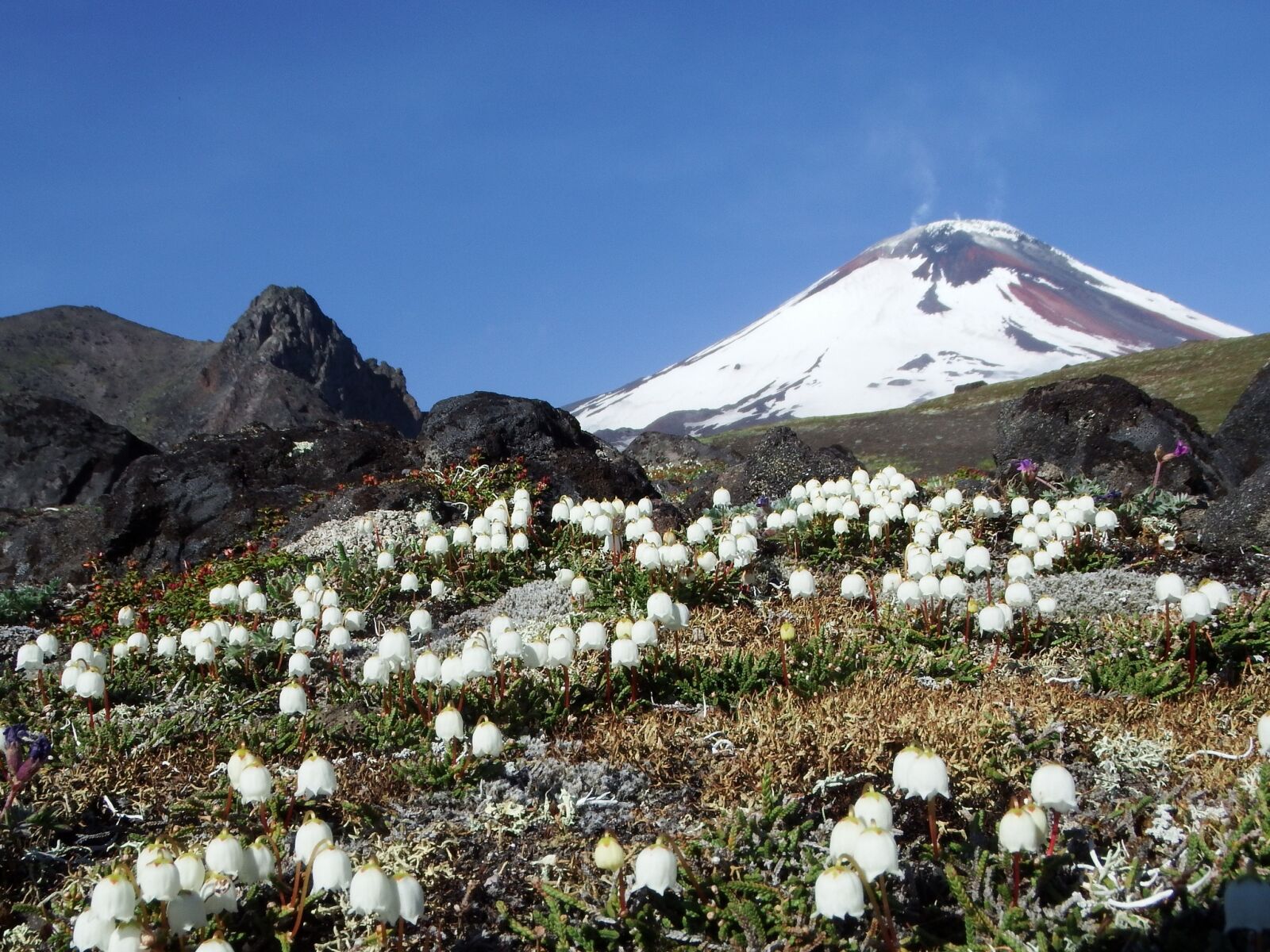 Fujifilm FinePix S1 sample photo. Volcano, the foot, flowers photography