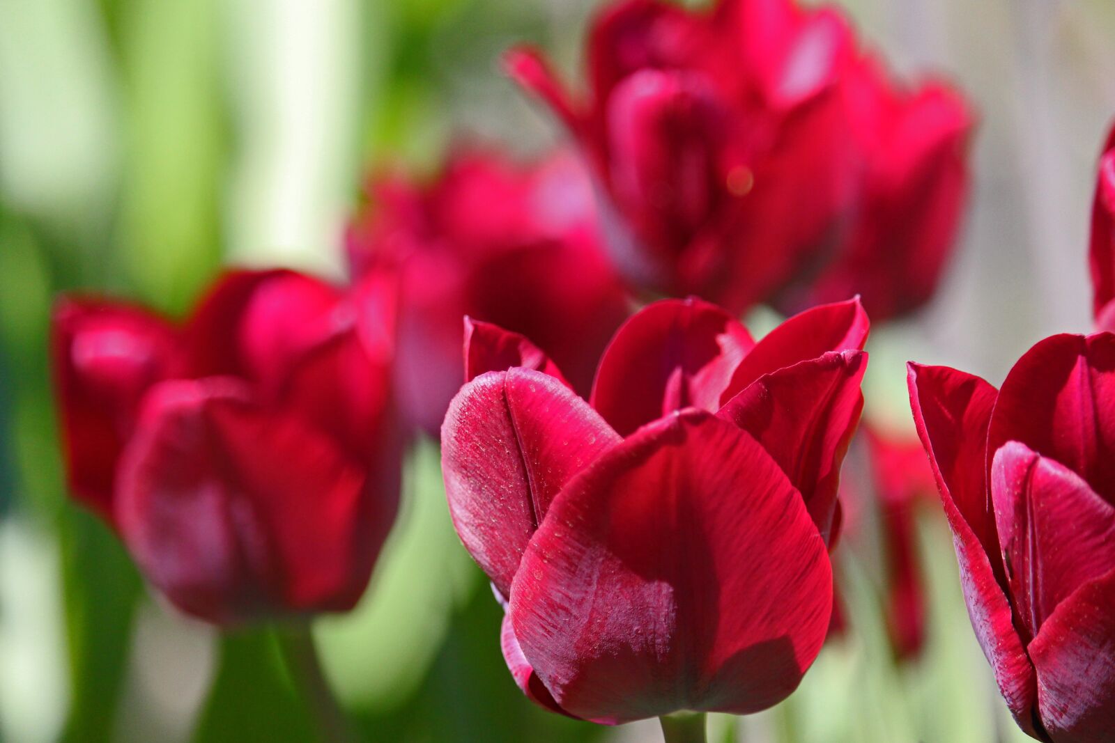 Canon EF-S 55-250mm F4-5.6 IS STM sample photo. Tulips, early bloomer, spring photography