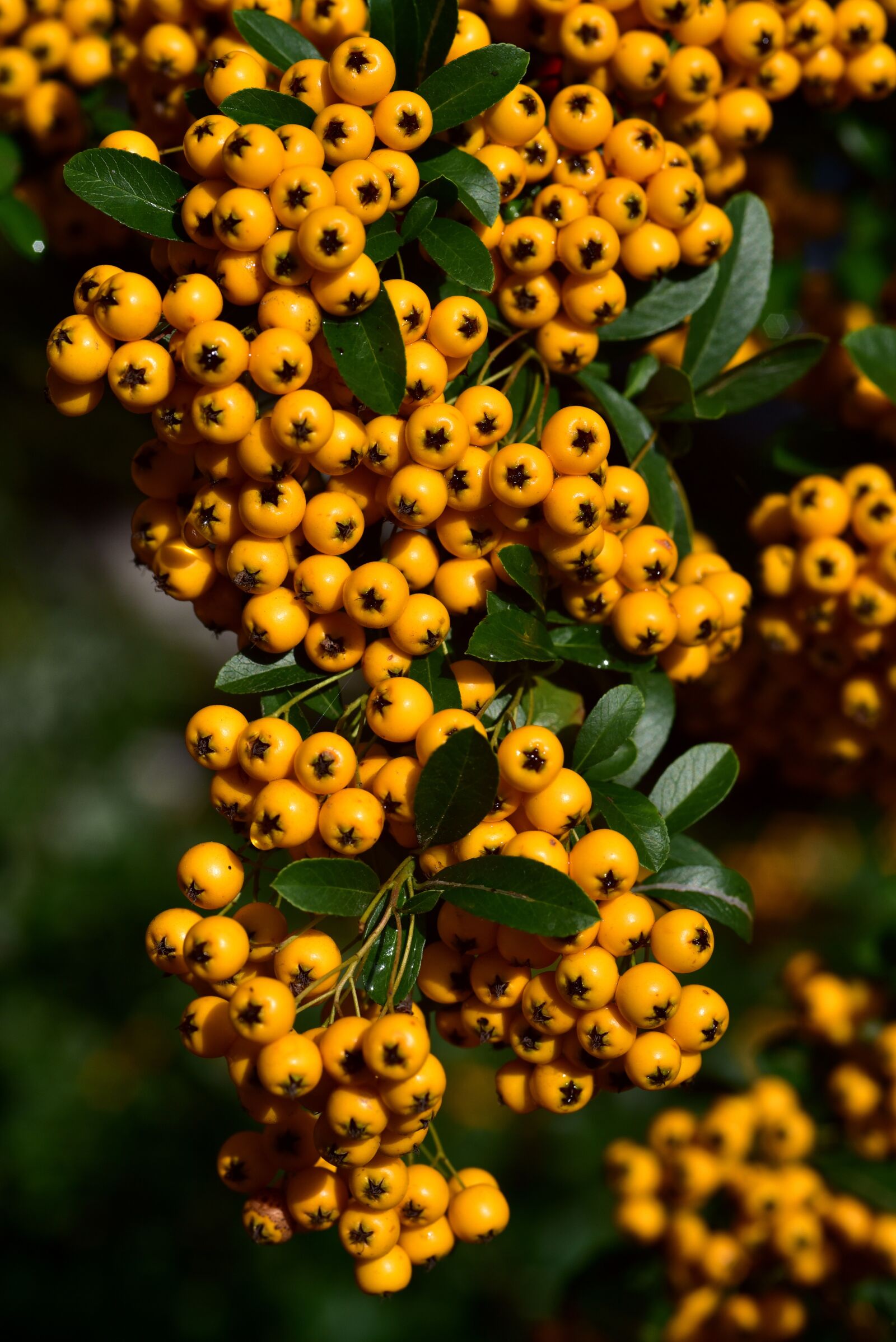 Nikon D750 sample photo. Rowan, orange, berries photography