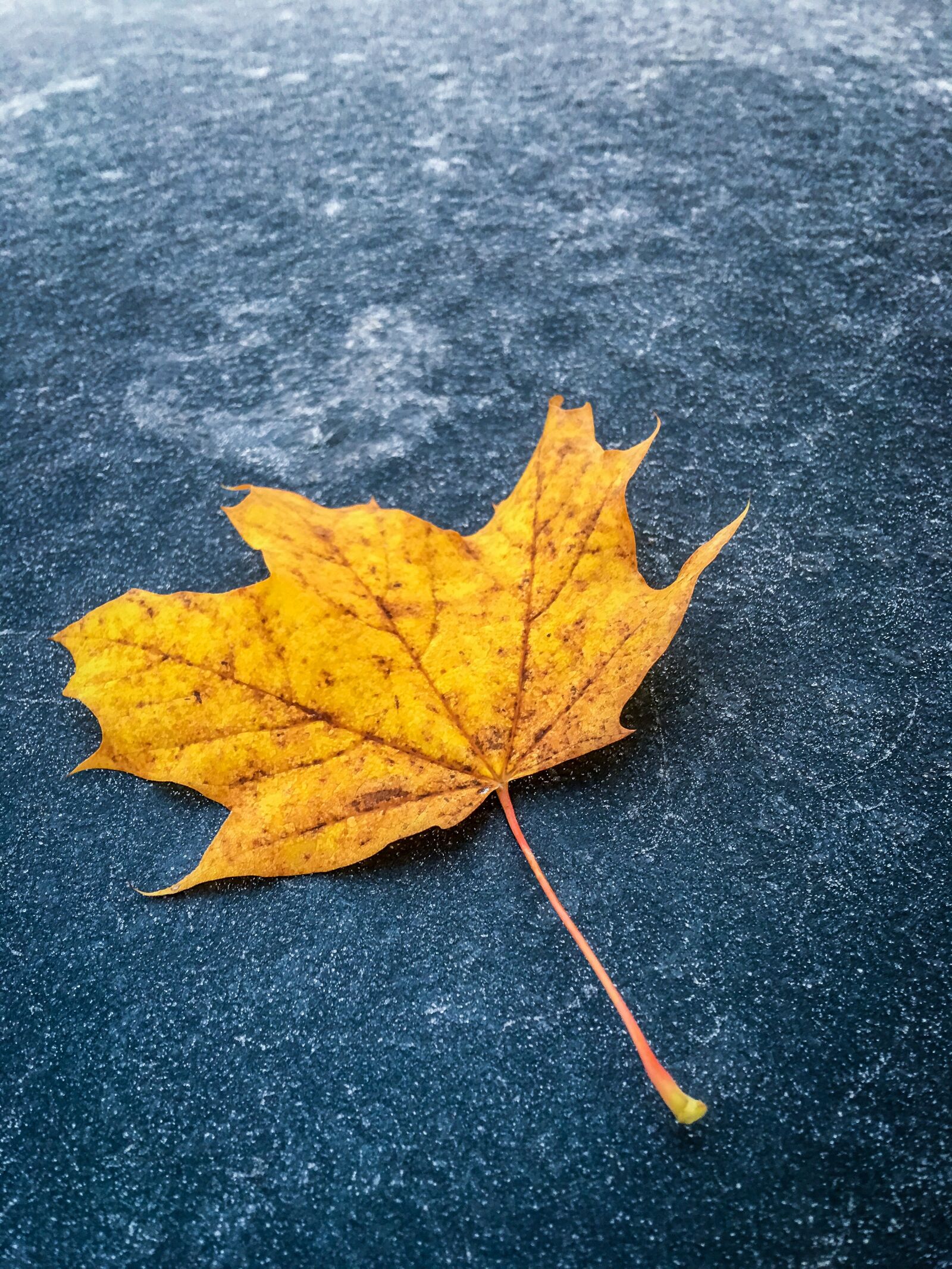 Apple iPhone 6s Plus sample photo. Fall foliage, frost, cold photography