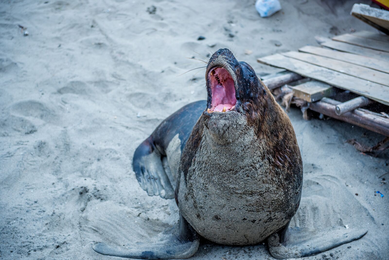 Nikon D810 sample photo. Sea wolf, beach, waves photography