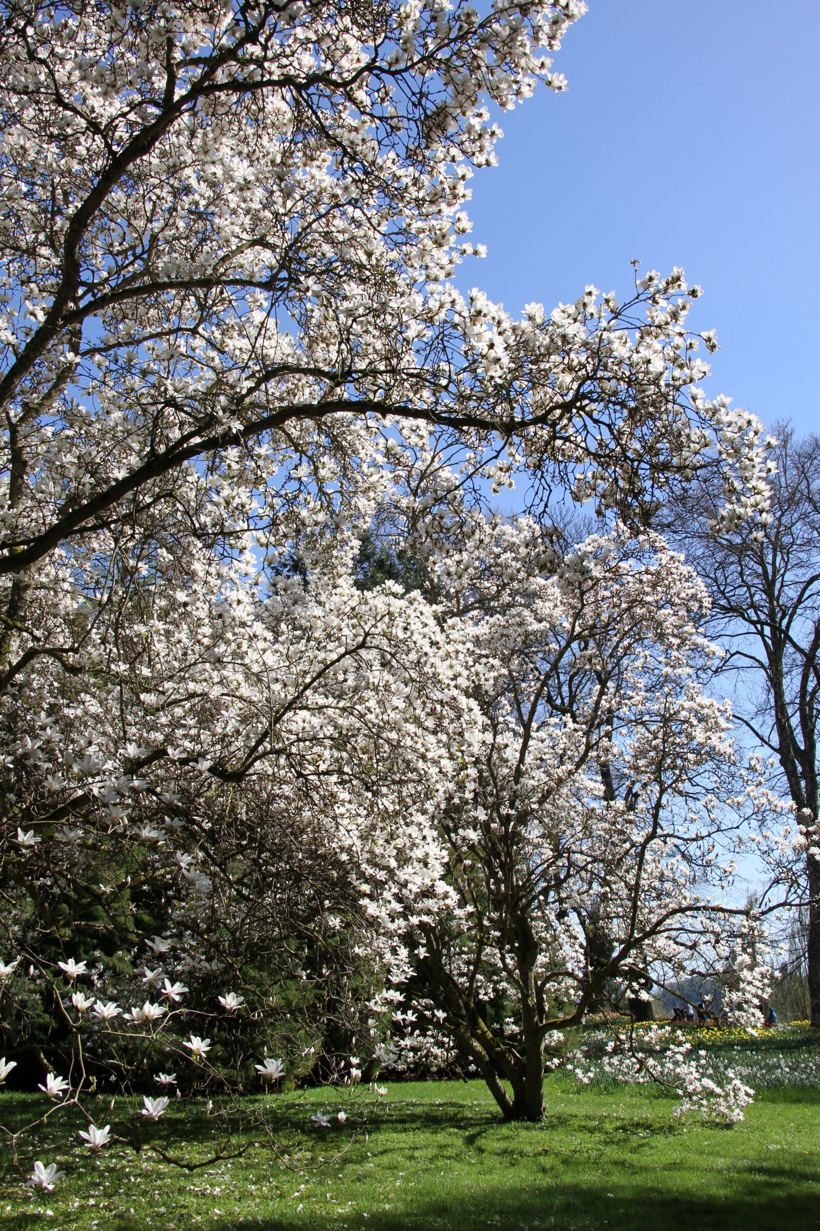 Canon EOS 7D sample photo. Season, cherry wood, flower photography