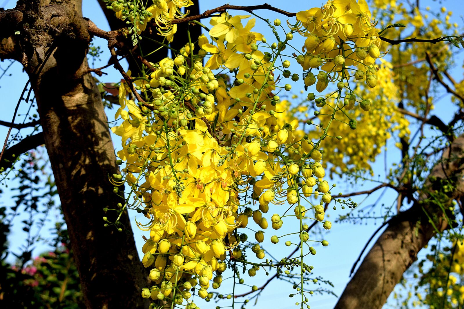 Nikon D3300 sample photo. Flowers, yellow, nature photography