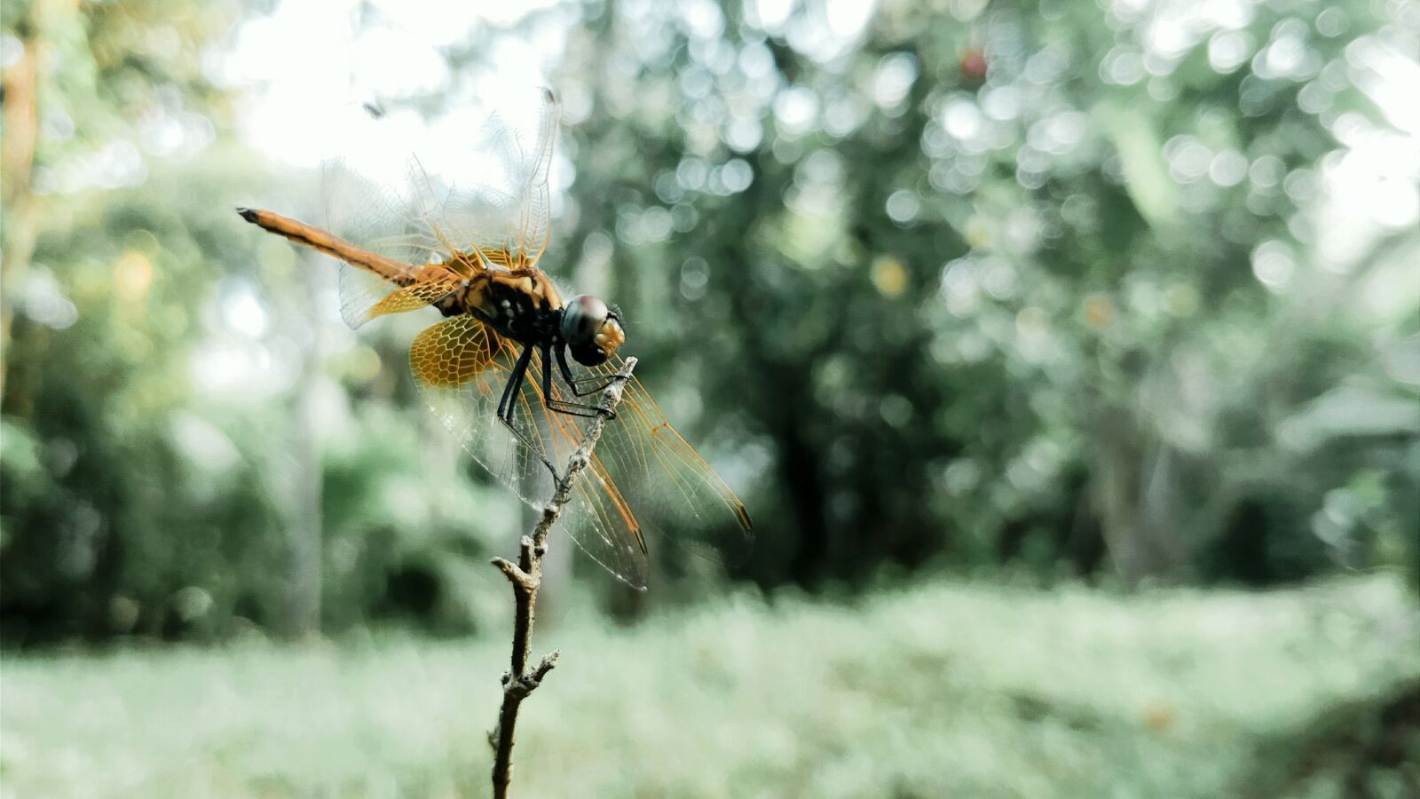 OnePlus 5 sample photo. Nature, green, forest photography