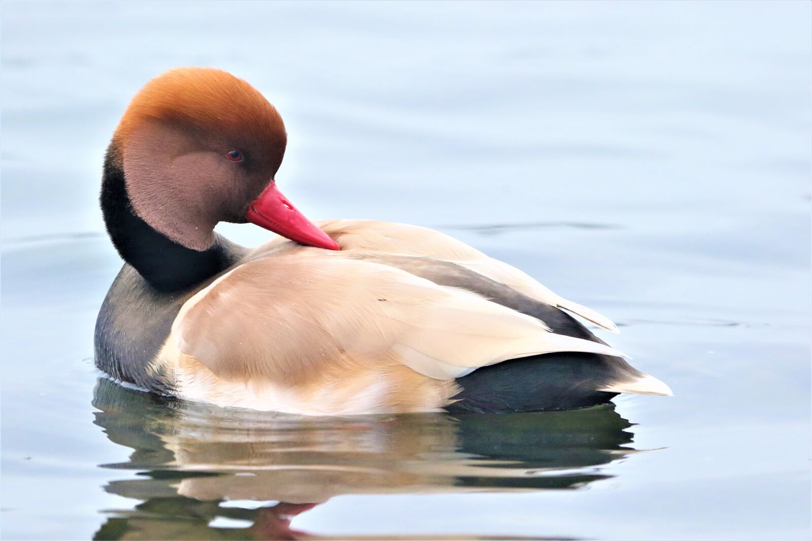 Canon EOS 7D Mark II + 150-600mm F5-6.3 DG OS HSM | Contemporary 015 sample photo. Bird, waterbird, wildlife photography