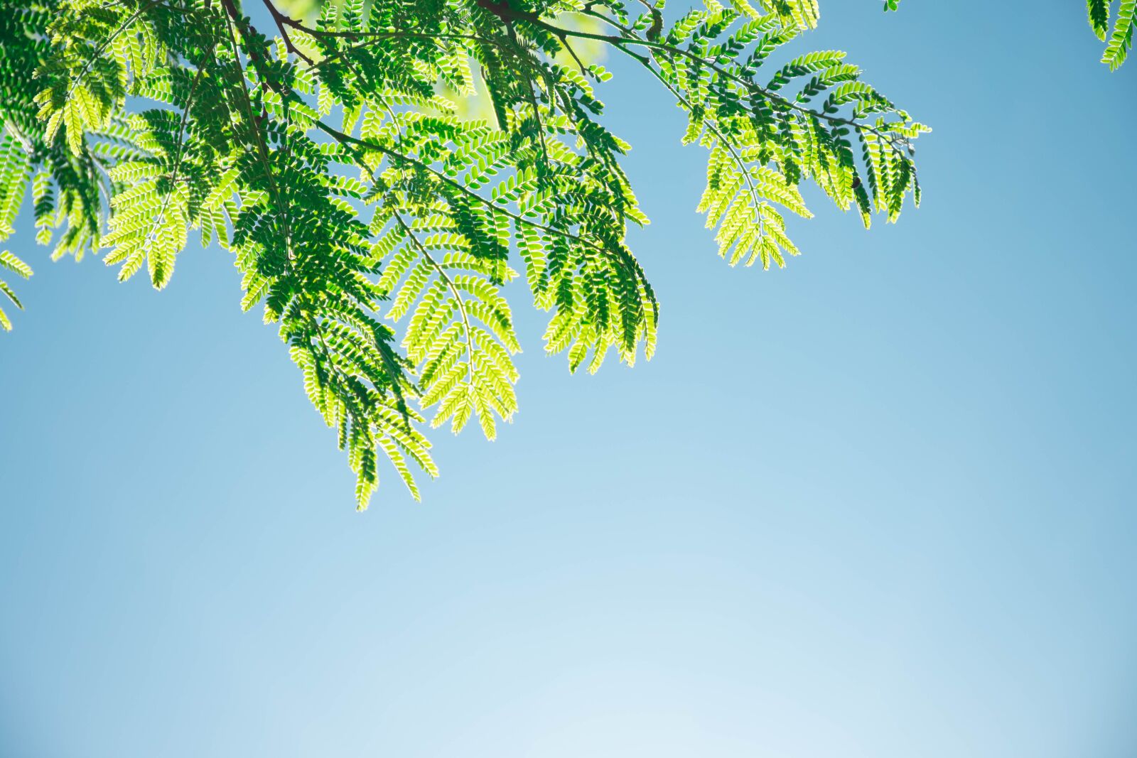 Nikon D7200 sample photo. Tree, branches, leaves photography
