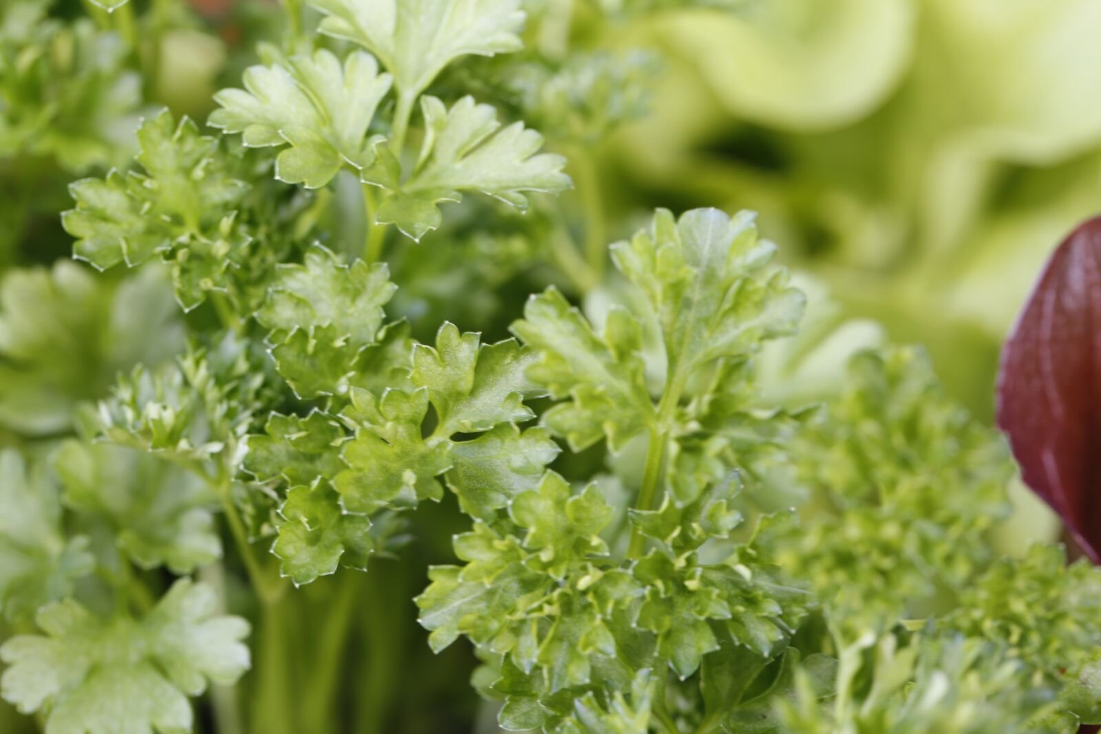 Canon EF 100mm F2.8L Macro IS USM sample photo. Parsley, sowing, spring photography