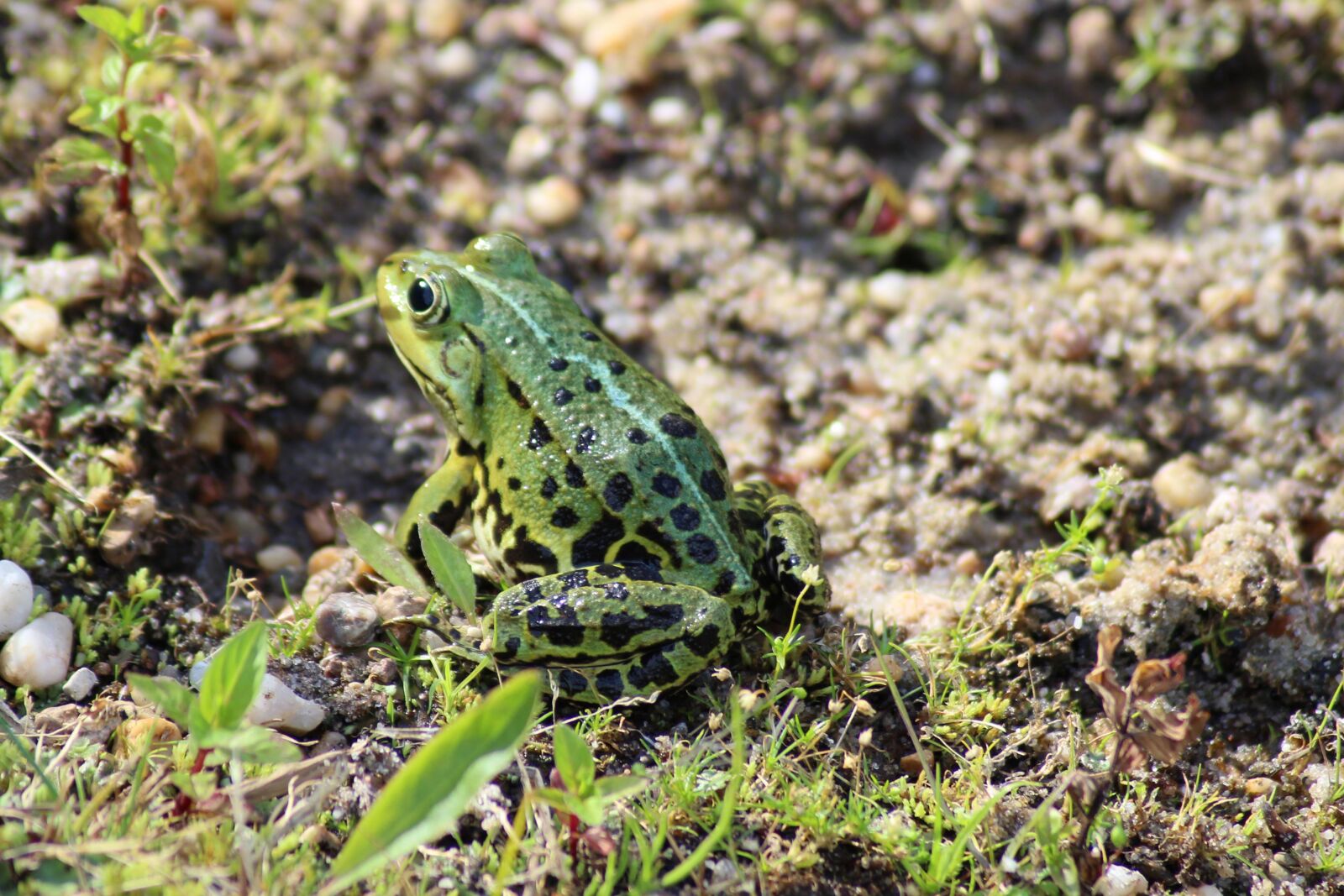 Canon EOS 600D (Rebel EOS T3i / EOS Kiss X5) sample photo. Frog, amphibian, green photography