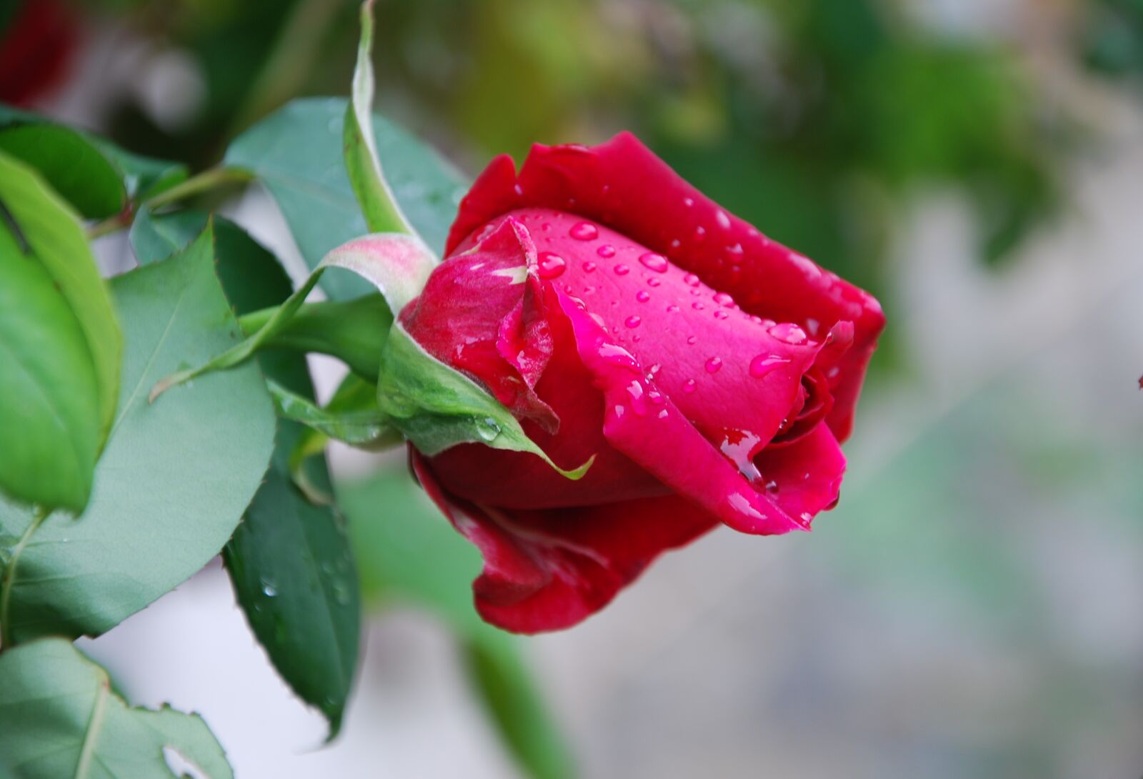 Nikon D60 sample photo. Flower, nature, leaf photography