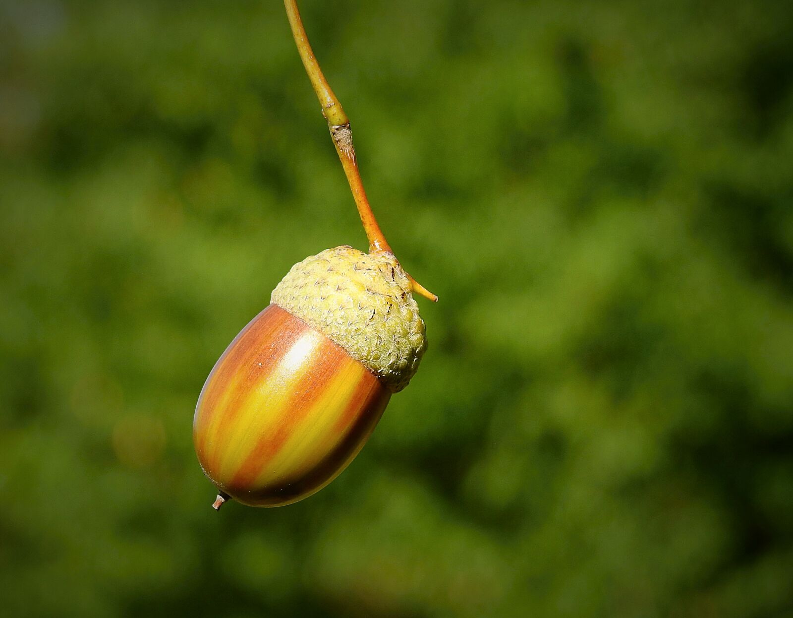 Nikon Coolpix P900 sample photo. Acorn, nature, forest photography