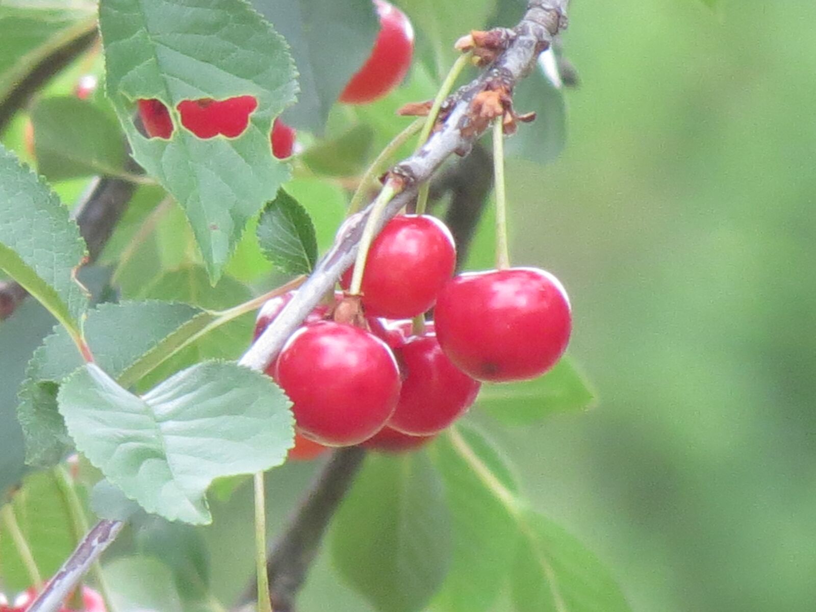 Canon PowerShot SX40 HS sample photo. Cherries, spring, june photography