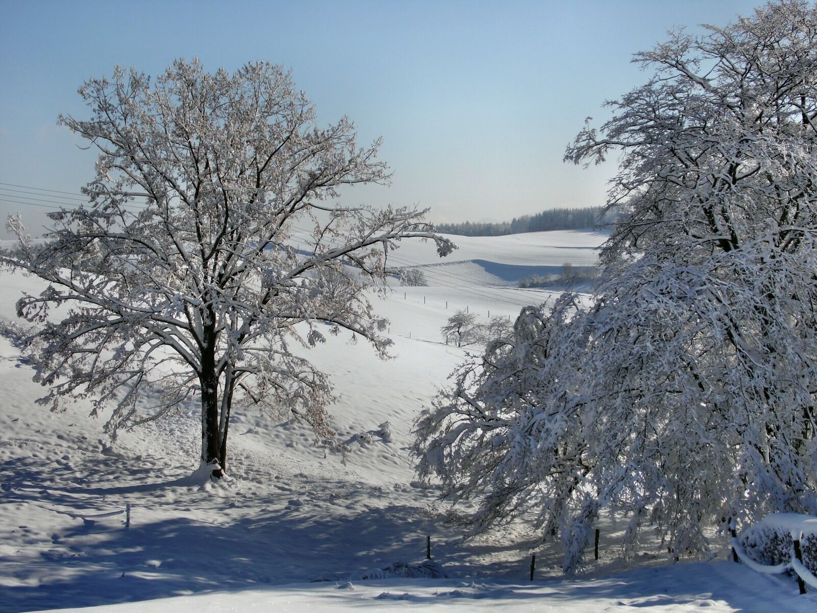 Samsung WB100/  WB101 sample photo. Tree, snowy, nature photography