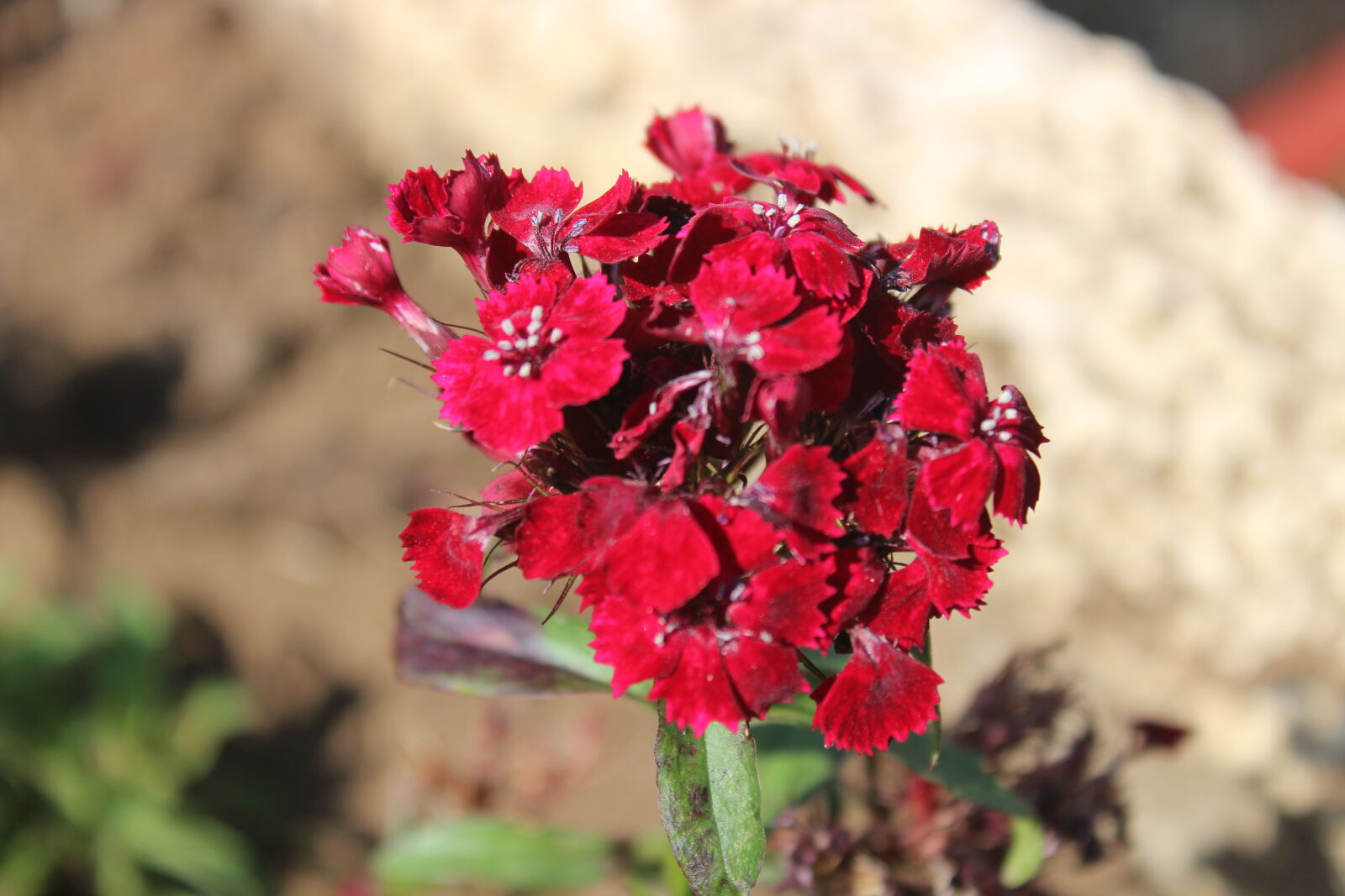 Canon EOS 1300D (EOS Rebel T6 / EOS Kiss X80) sample photo. Bunch, of, red, flower photography