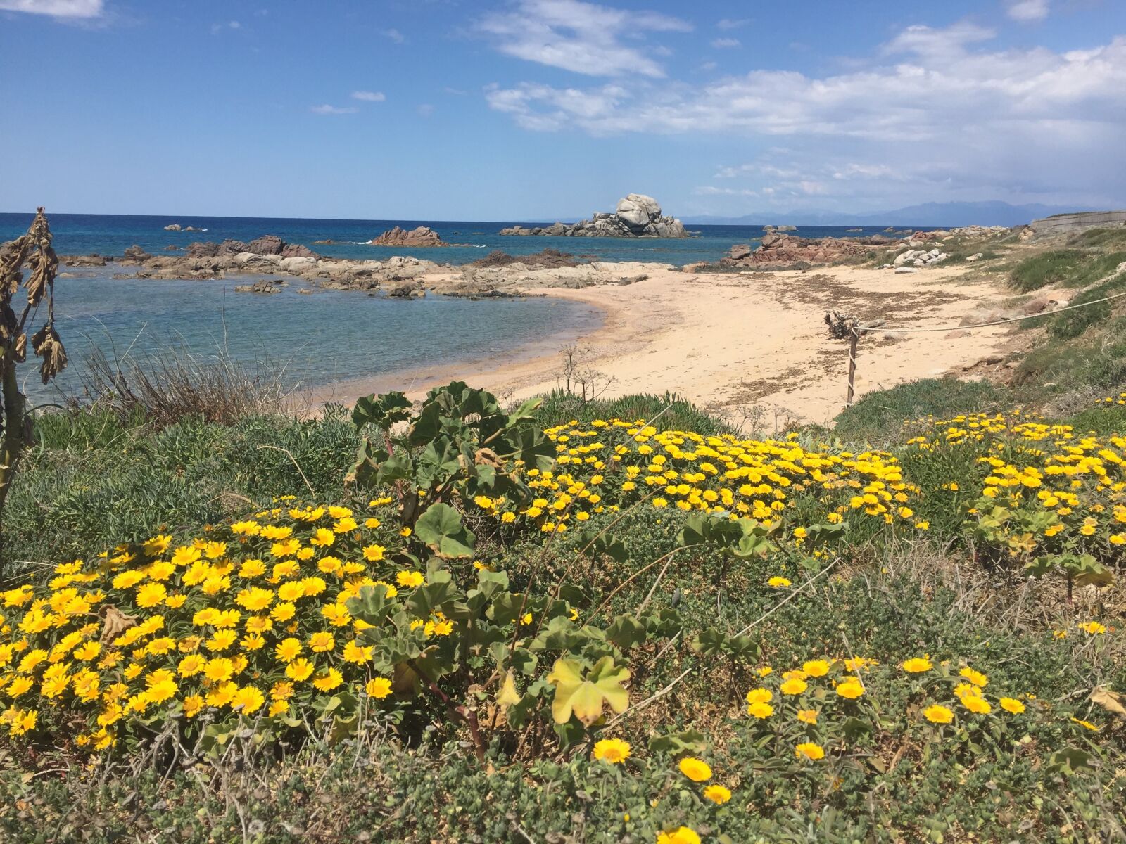 Apple iPhone 6 sample photo. Flowers, beach, sardinia photography