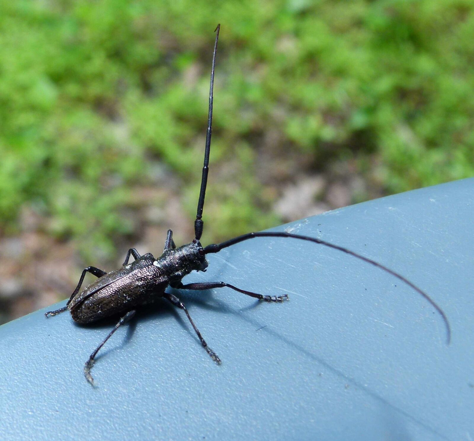 Panasonic Lumix DMC-FZ100 sample photo. Bug, insect, wildlife photography