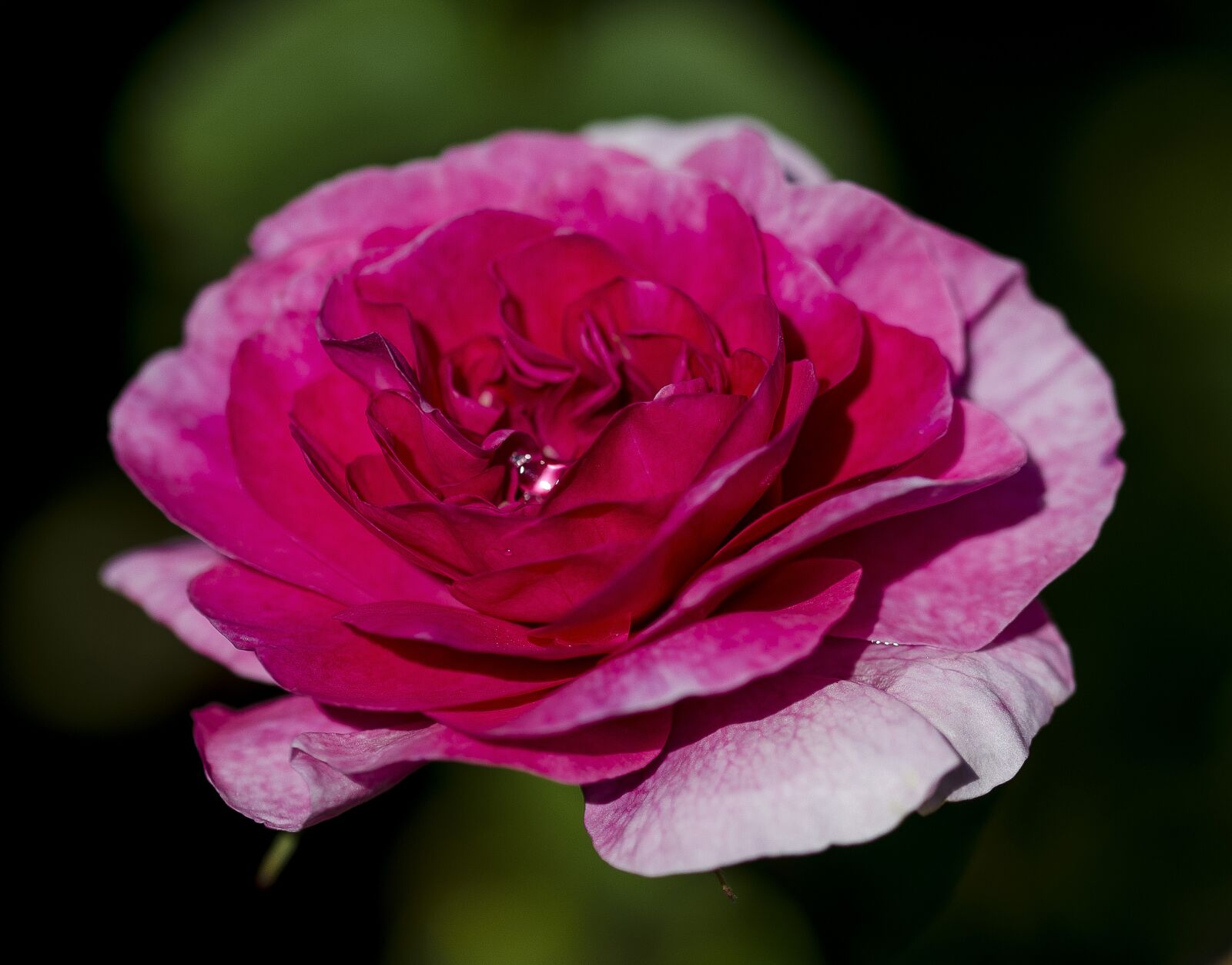 Nikon D7000 sample photo. Rose, flower, garden photography