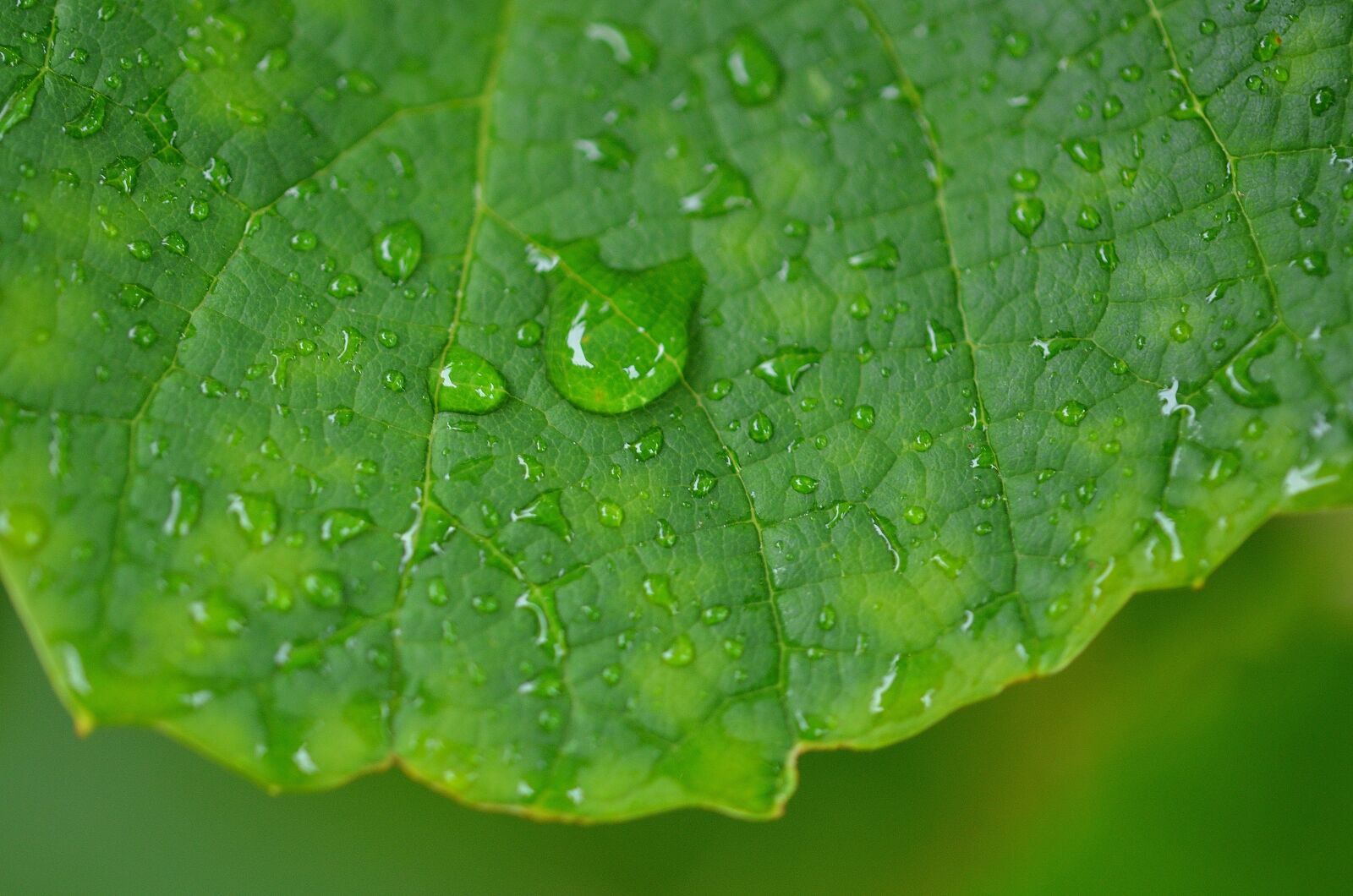 Nikon D7000 sample photo. Natur, leaf, natural photography