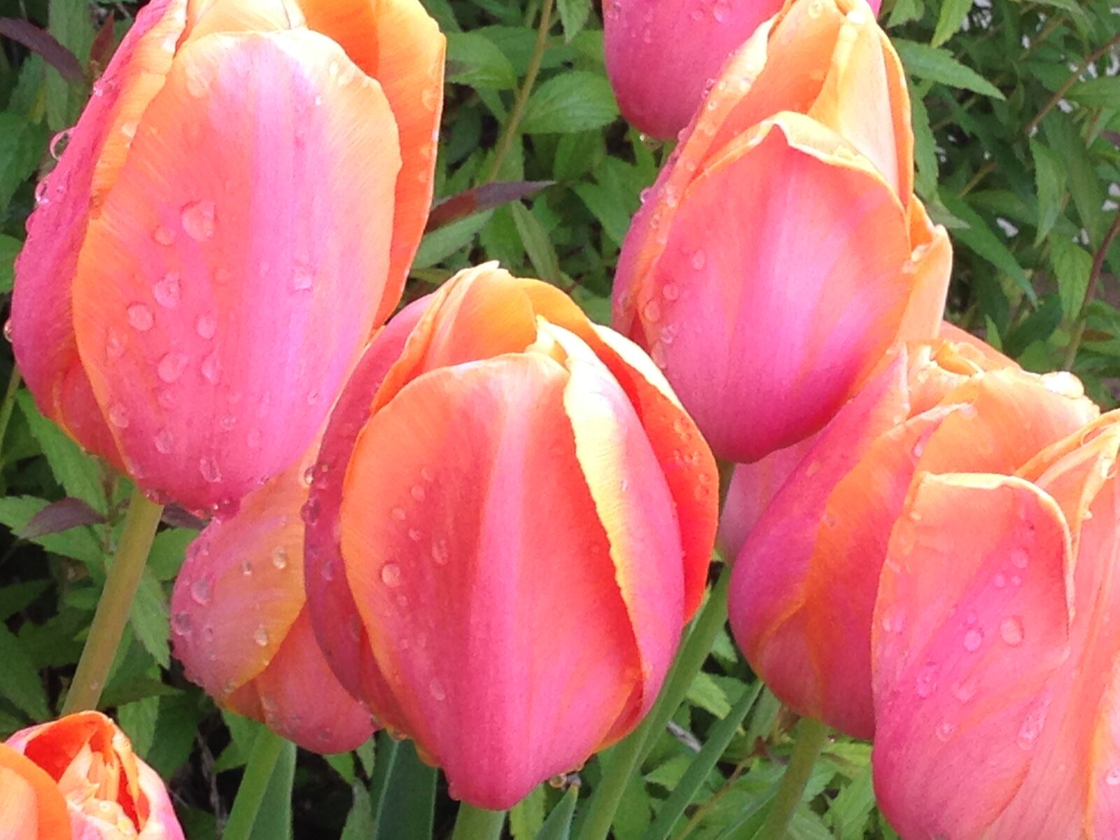 iPhone 5 back camera 4.12mm f/2.4 sample photo. Blooming, blossoming, blossoms, dew photography