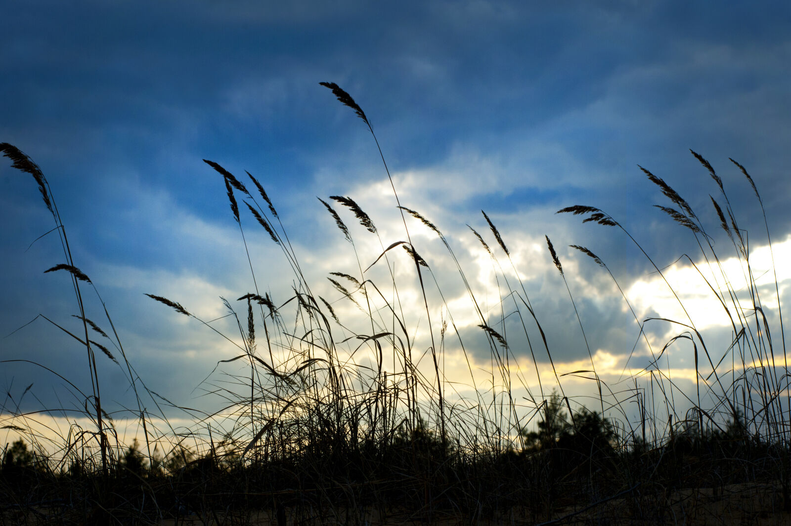 Nikon D700 sample photo. Clouds, daylight, field, grass photography