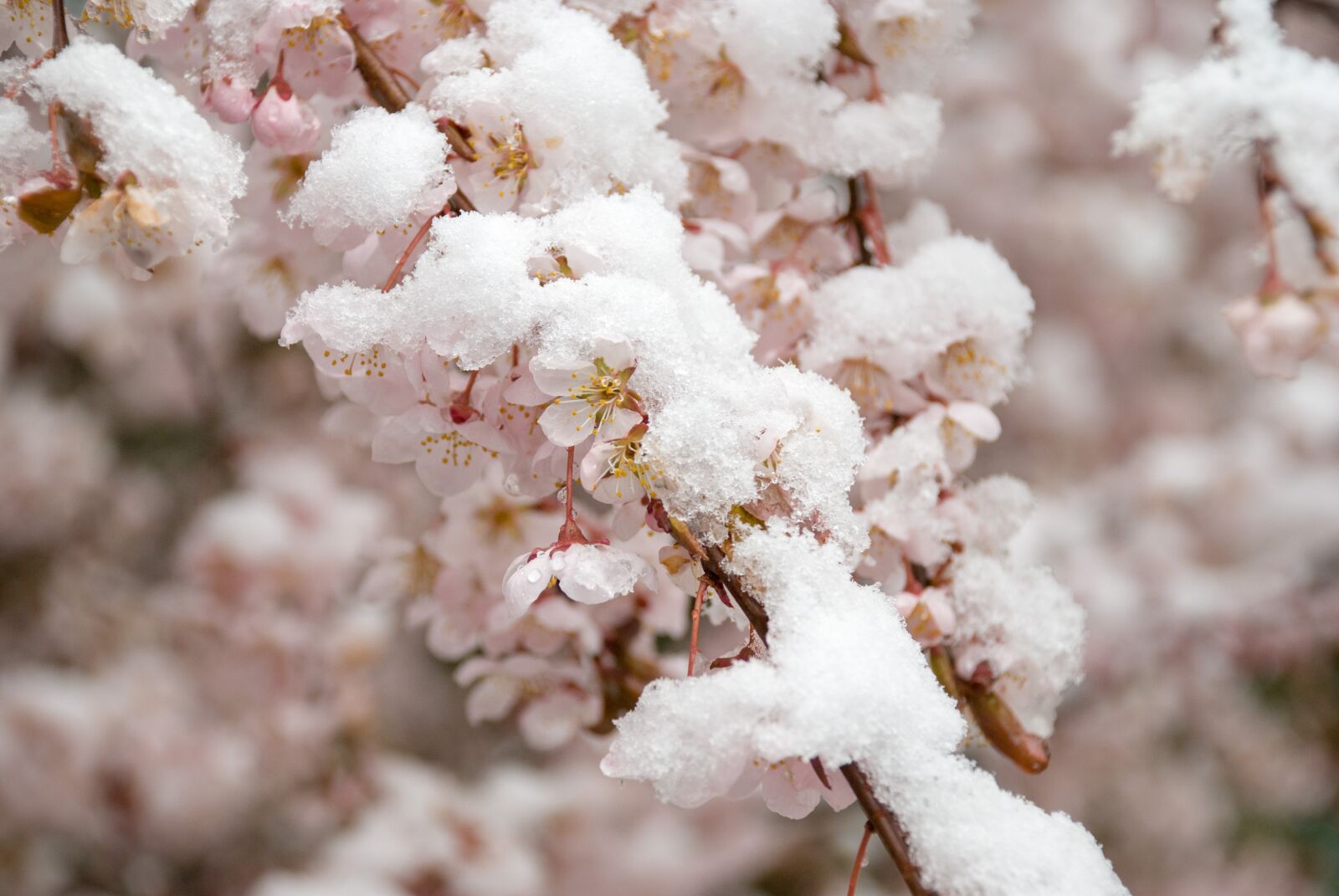 Nikon D80 sample photo. Cherry blossom, snow, spring photography