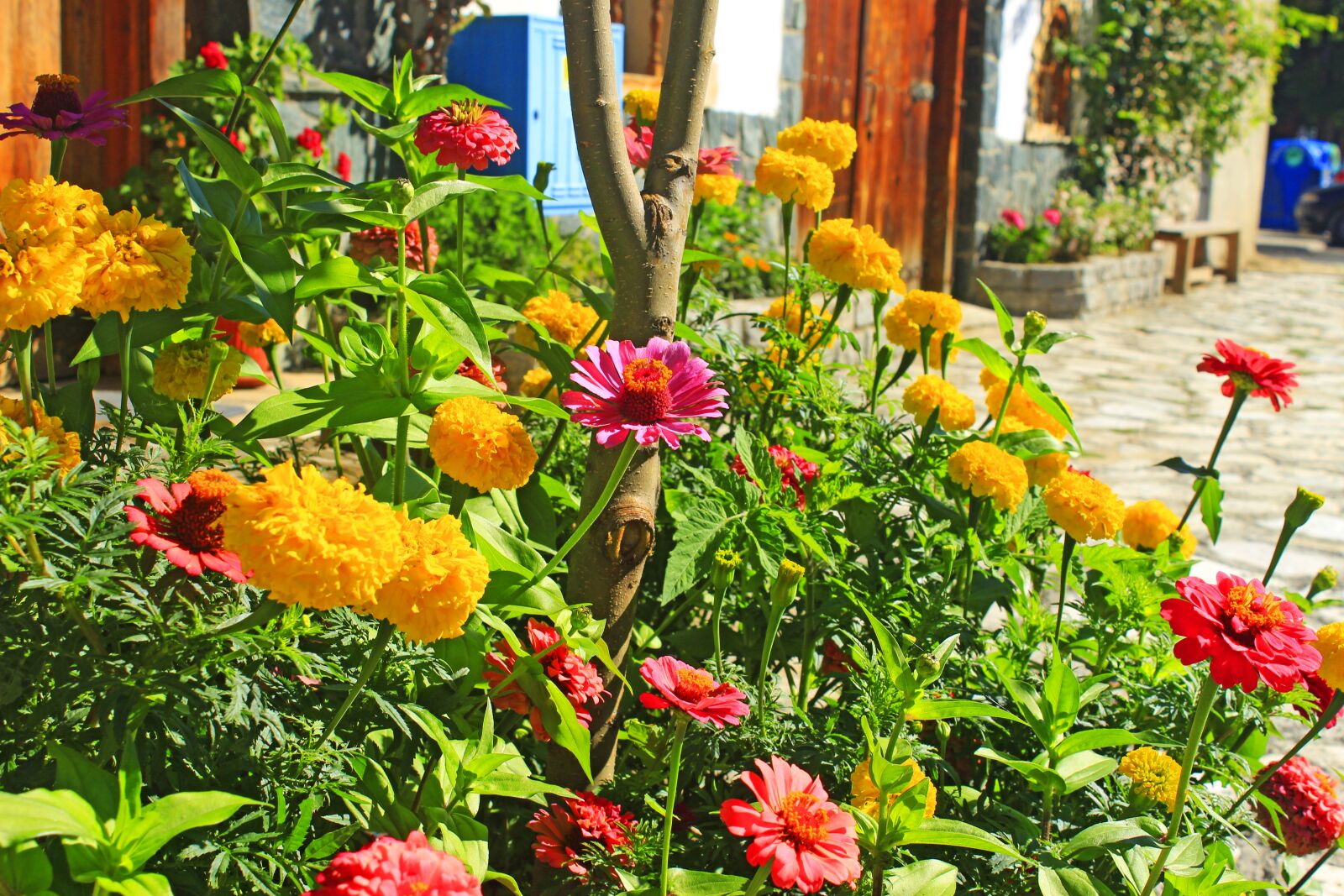 Canon EOS 4000D (EOS Rebel T100 / EOS 3000D) sample photo. Flowers, colorful, color photography