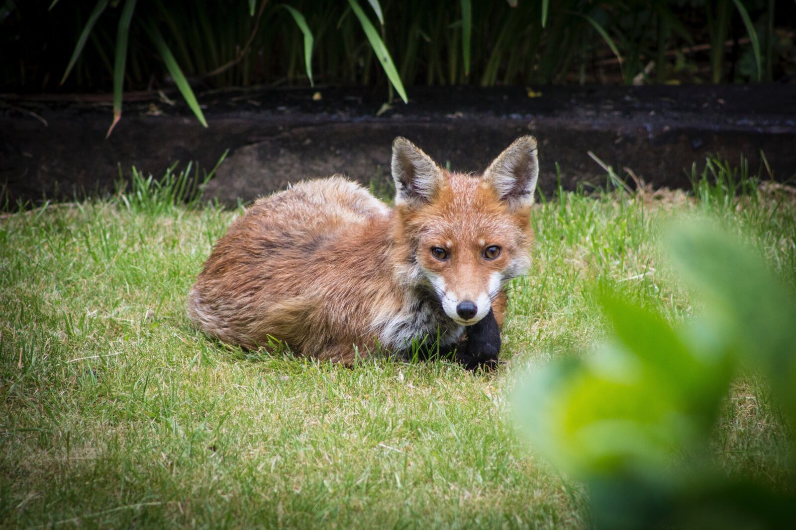 Canon EF 75-300mm f/4-5.6 sample photo. Fox, garden, england photography