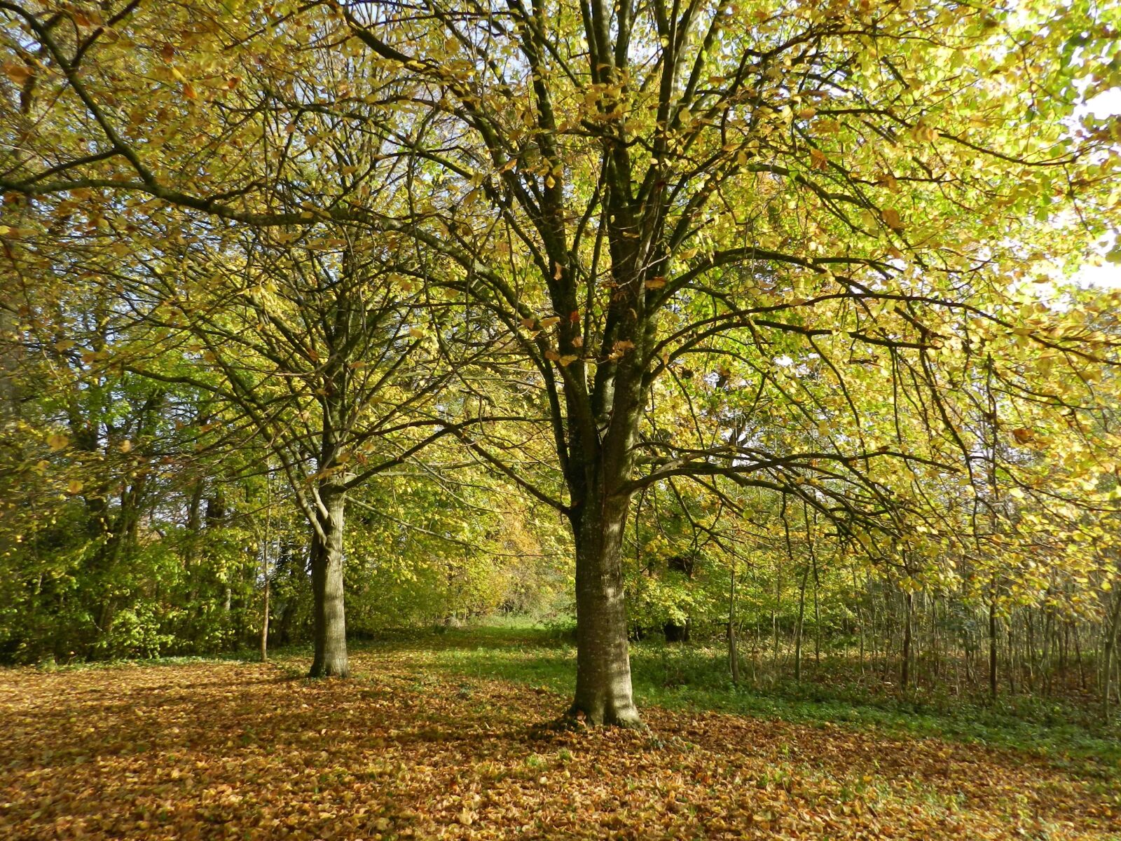 Nikon Coolpix P500 sample photo. Tree, undergrowth, fall photography