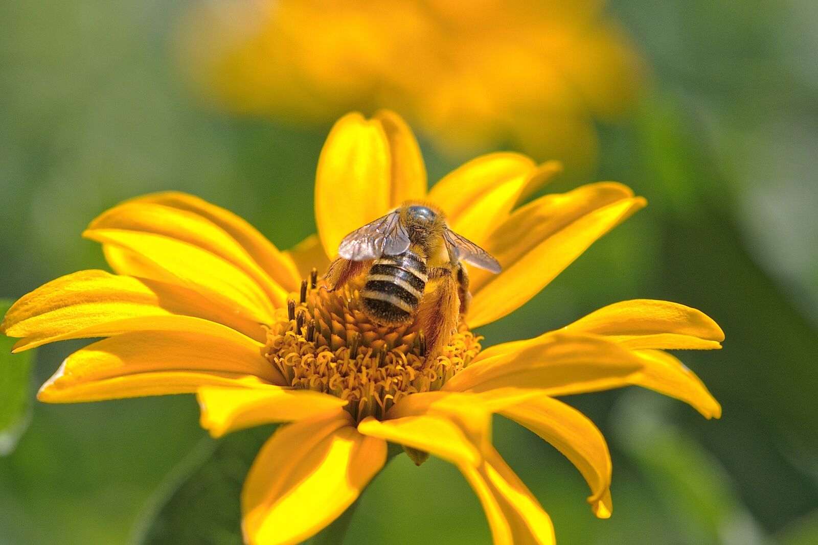 Nikon D5600 sample photo. Bee, honey bee, insect photography