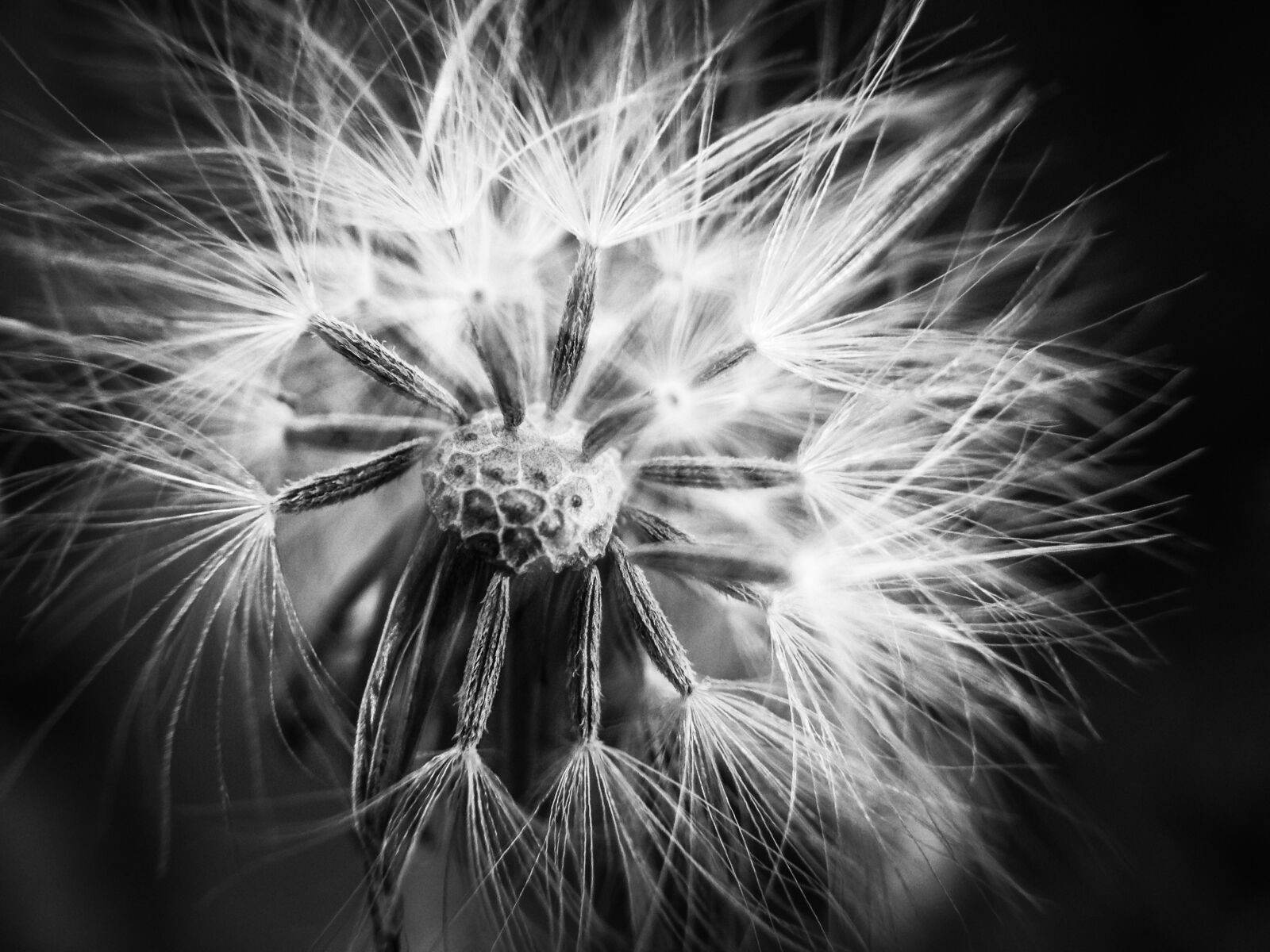 iPhone 5 back camera 4.12mm f/2.4 sample photo. Dandelion, black and white photography