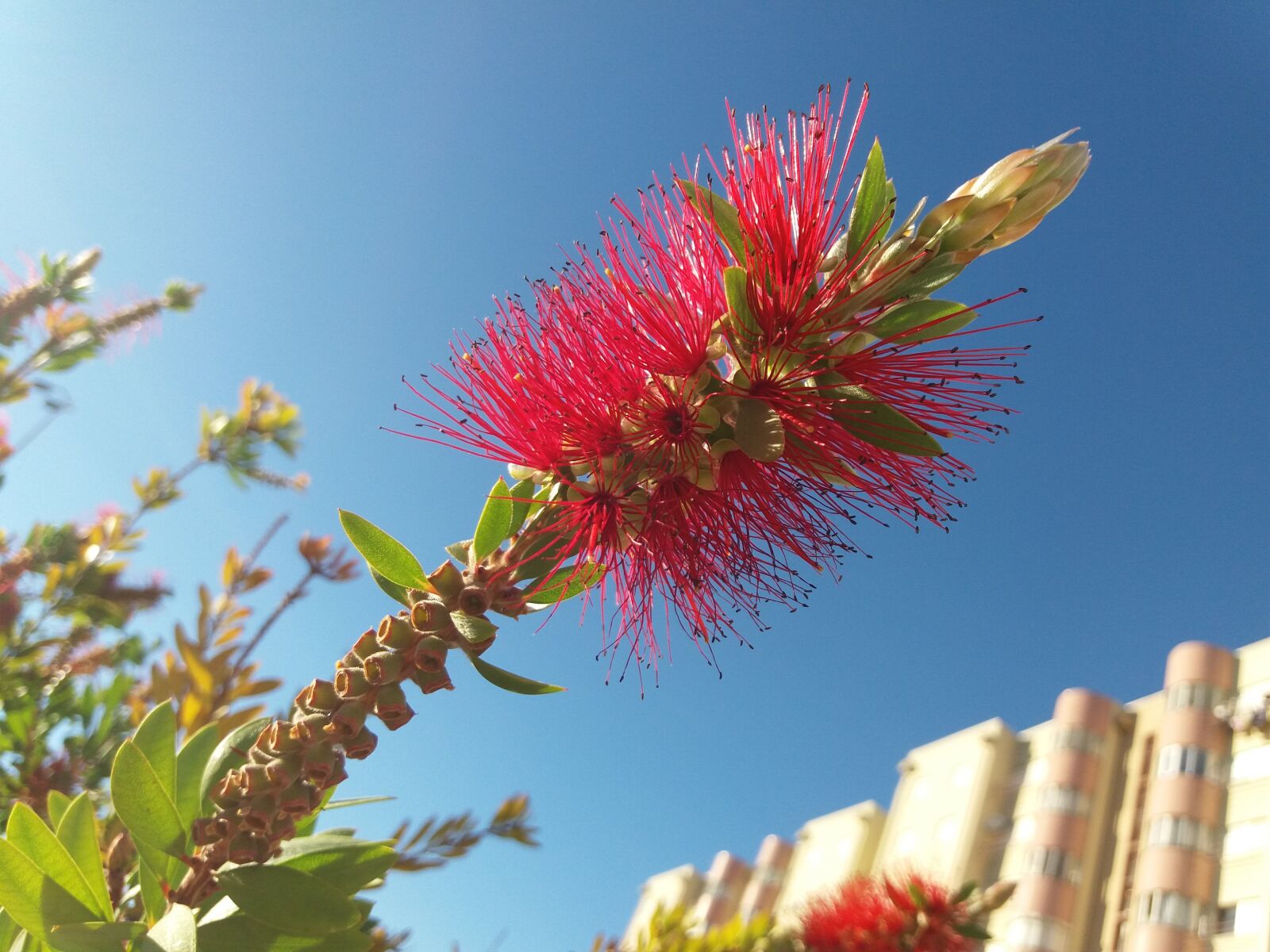 Samsung Galaxy J5(2016) sample photo. Red, flower, sky photography