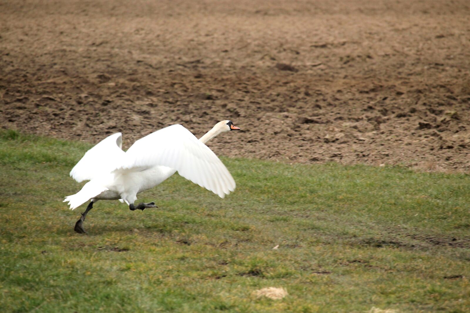 Canon EOS 1100D (EOS Rebel T3 / EOS Kiss X50) + Canon EF-S 55-250mm F4-5.6 IS STM sample photo. Swan, departure, bird photography