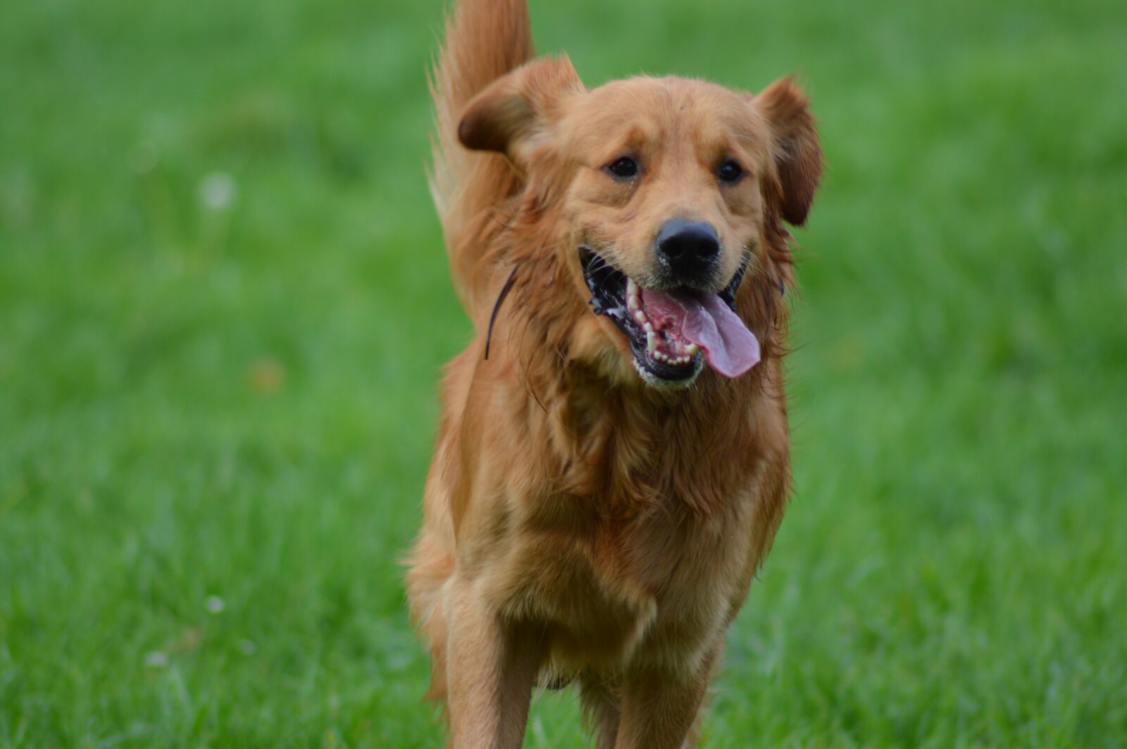 Nikon D3200 sample photo. Dog, golden retriever, nature photography