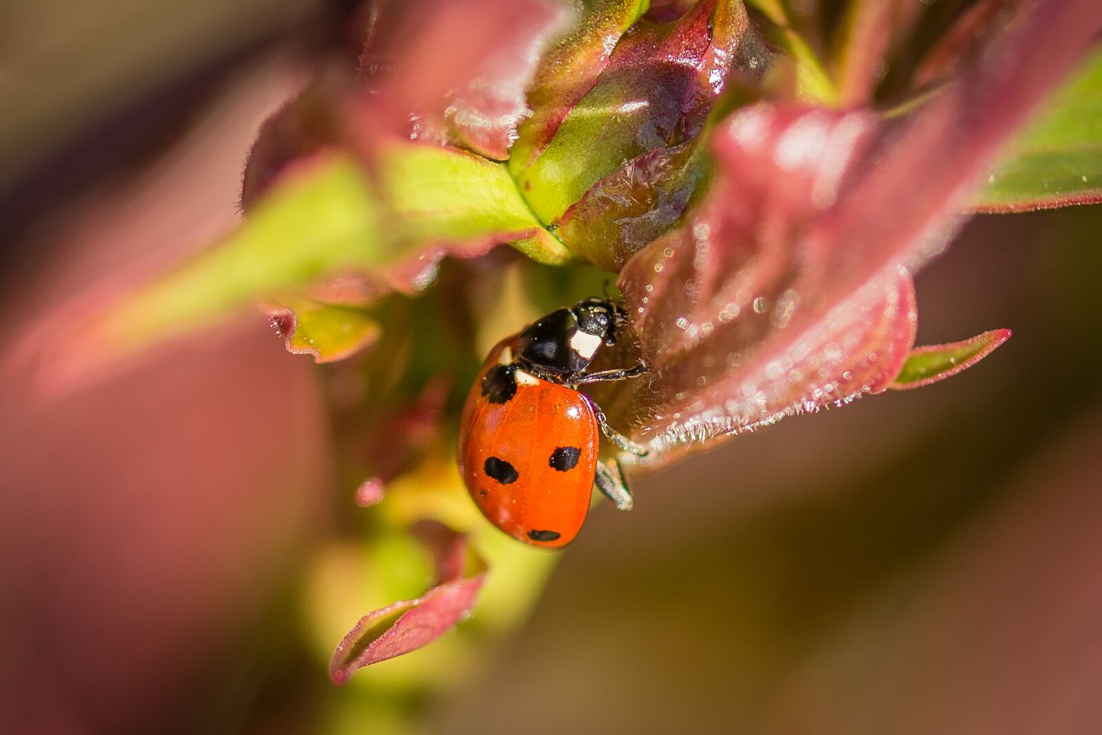 Nikon D7200 sample photo. Ladybug, macro, nature photography