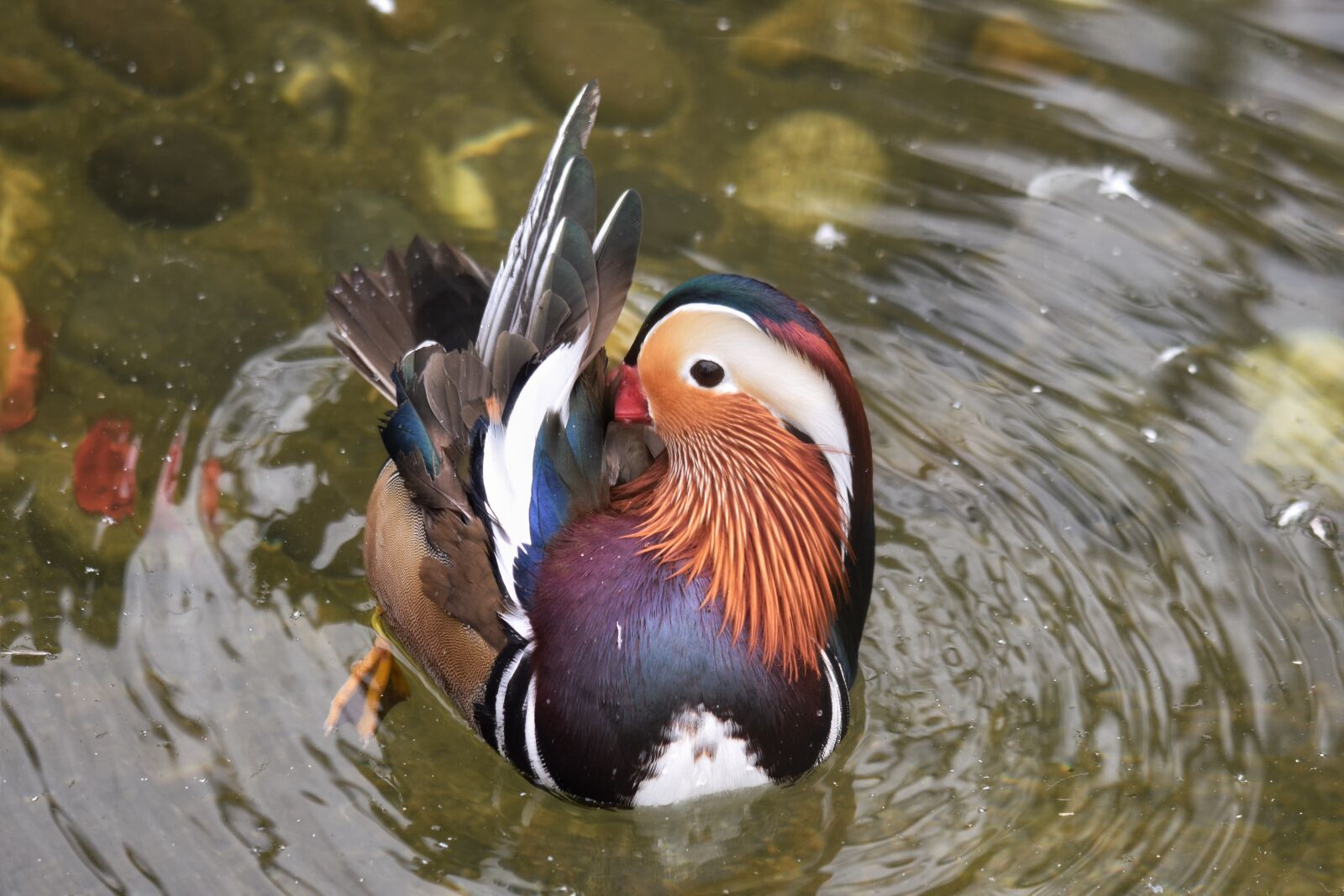 Nikon D7200 sample photo. Animal, pond, bird photography