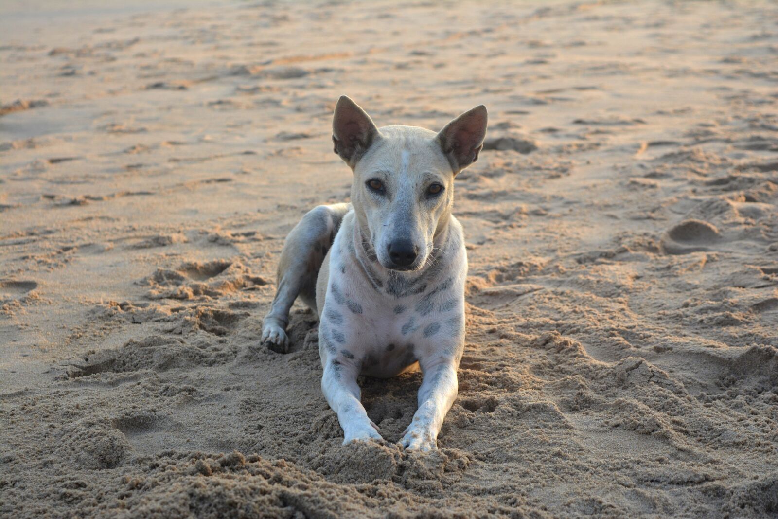 Nikon D5200 sample photo. Dog, beach dog, pet photography