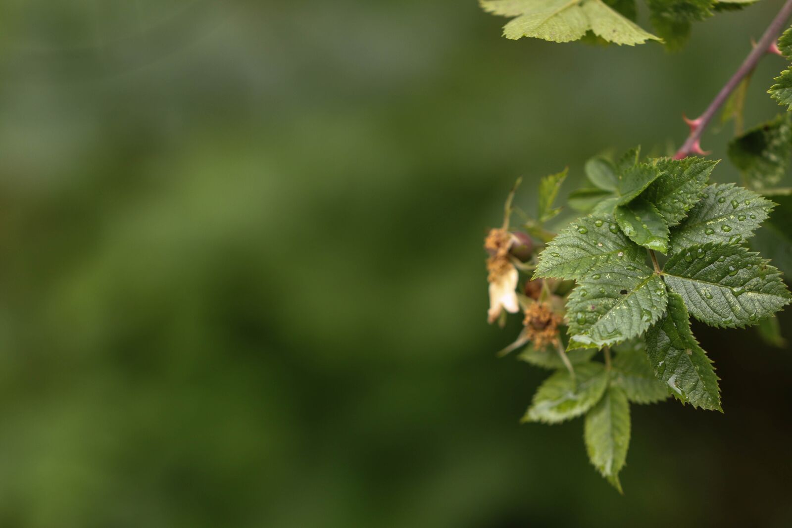 Canon EOS 7D Mark II sample photo. Green, leaf, plant photography