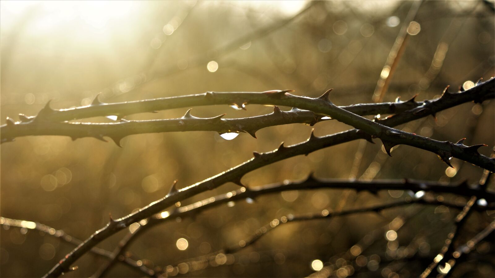 Sony Alpha DSLR-A350 sample photo. Thorns, sun, landscape photography