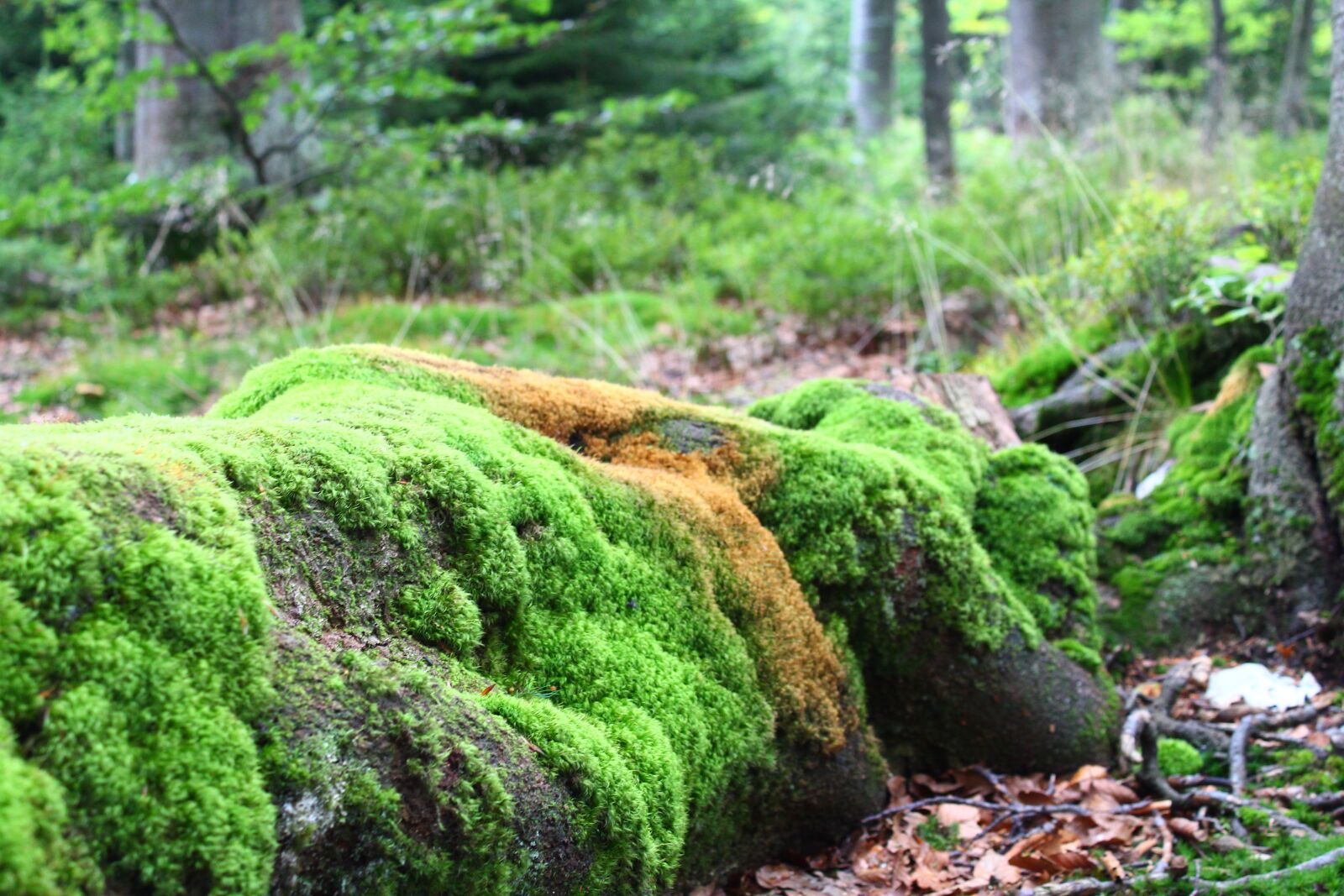 Canon EOS 1300D (EOS Rebel T6 / EOS Kiss X80) sample photo. Forest, moss, tree photography