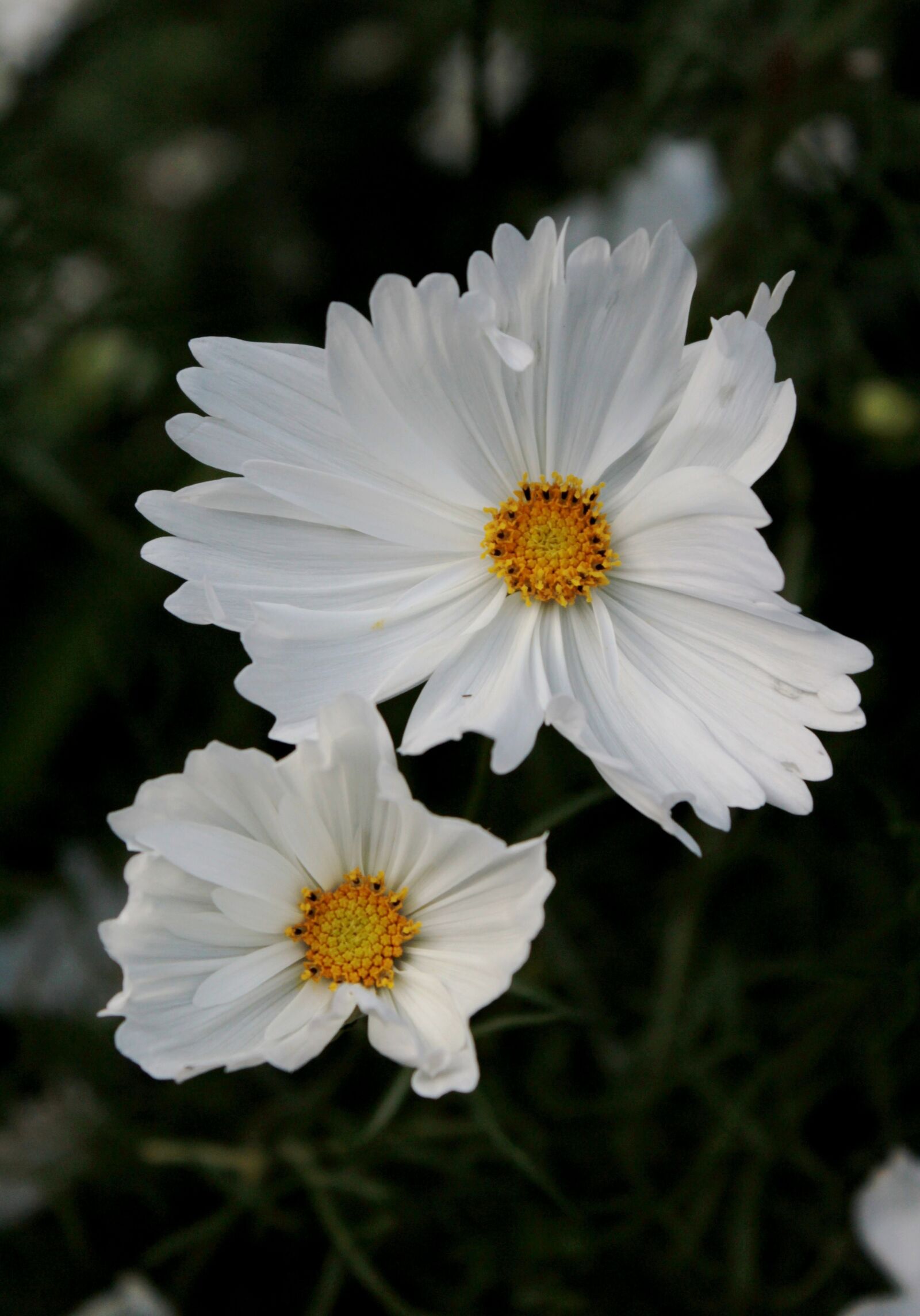 Canon EOS 600D (Rebel EOS T3i / EOS Kiss X5) sample photo. Cosmos, white, summer photography