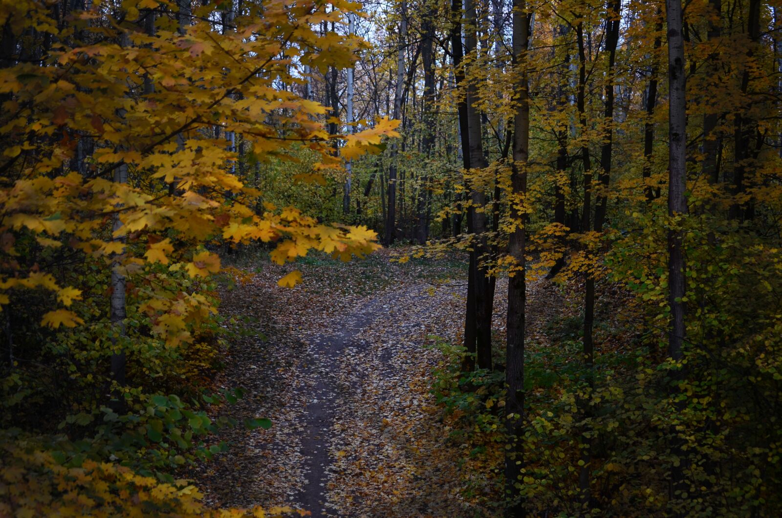 Nikon D5100 sample photo. Forest, trees, trail photography
